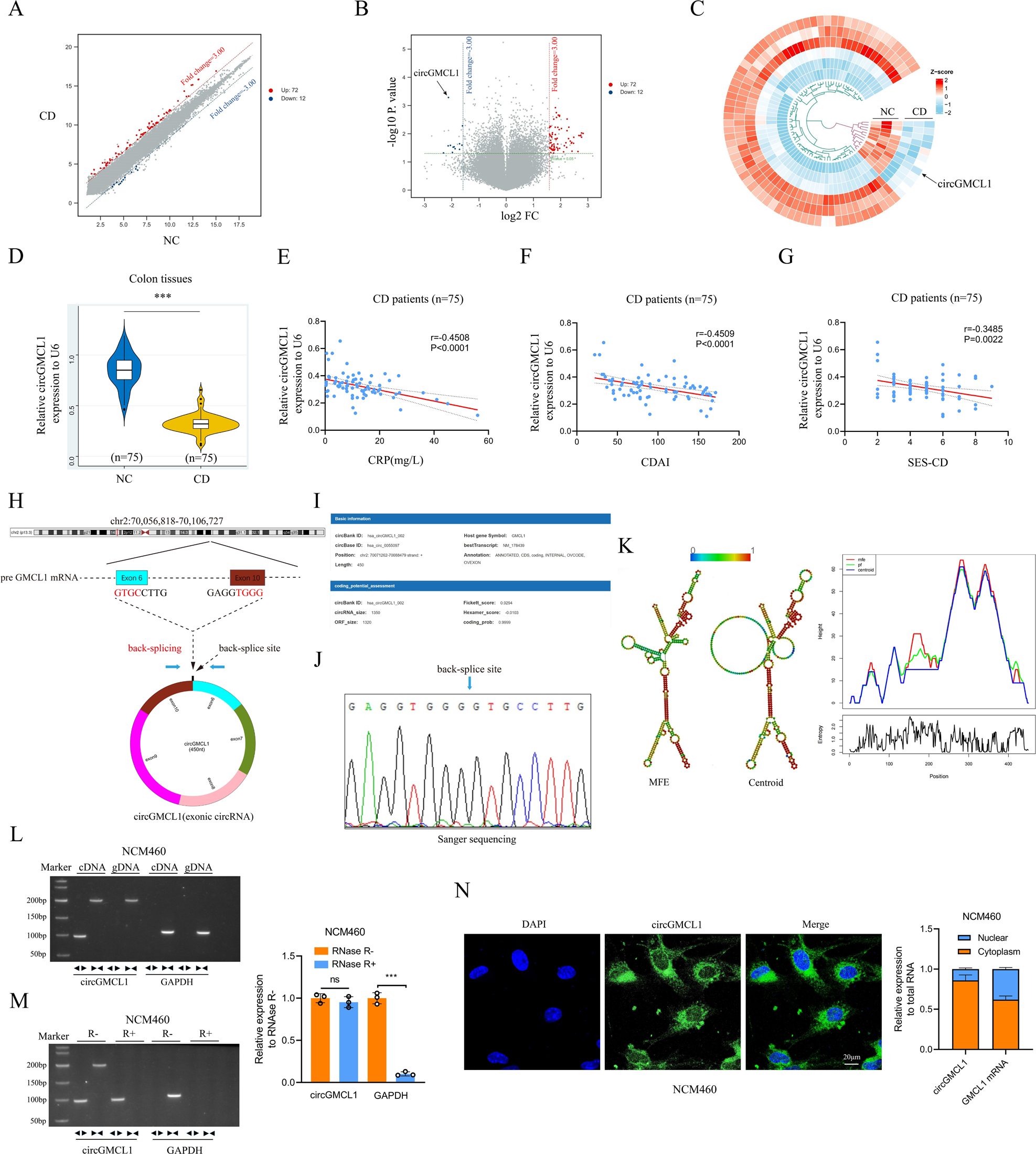 Fig. 1: Identification of circGMCL1 as the candidate circRNA.