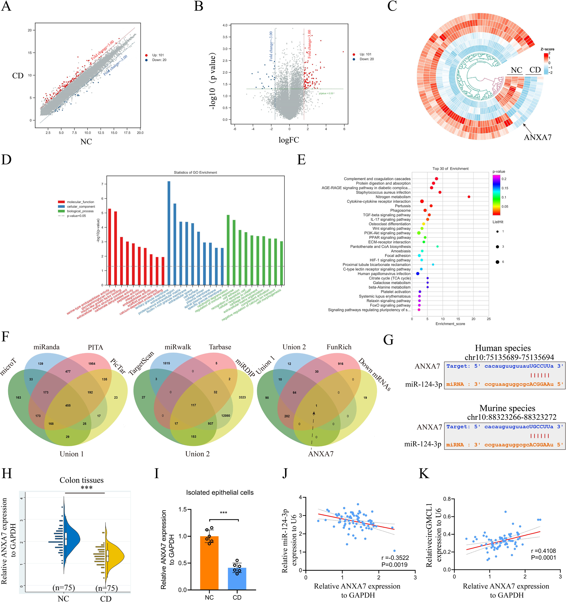 Fig. 3: ANXA7 was identified as one target gene of miR-124-3p.