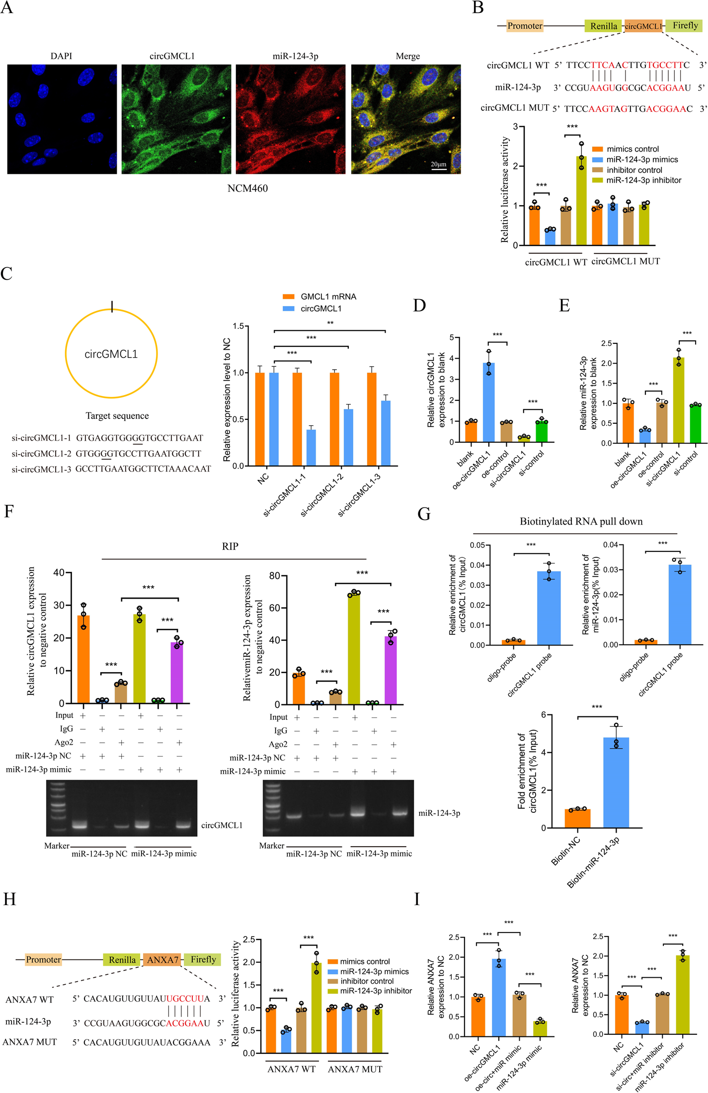 Fig. 4: Verification of the circGMCL1 ceRNA network.