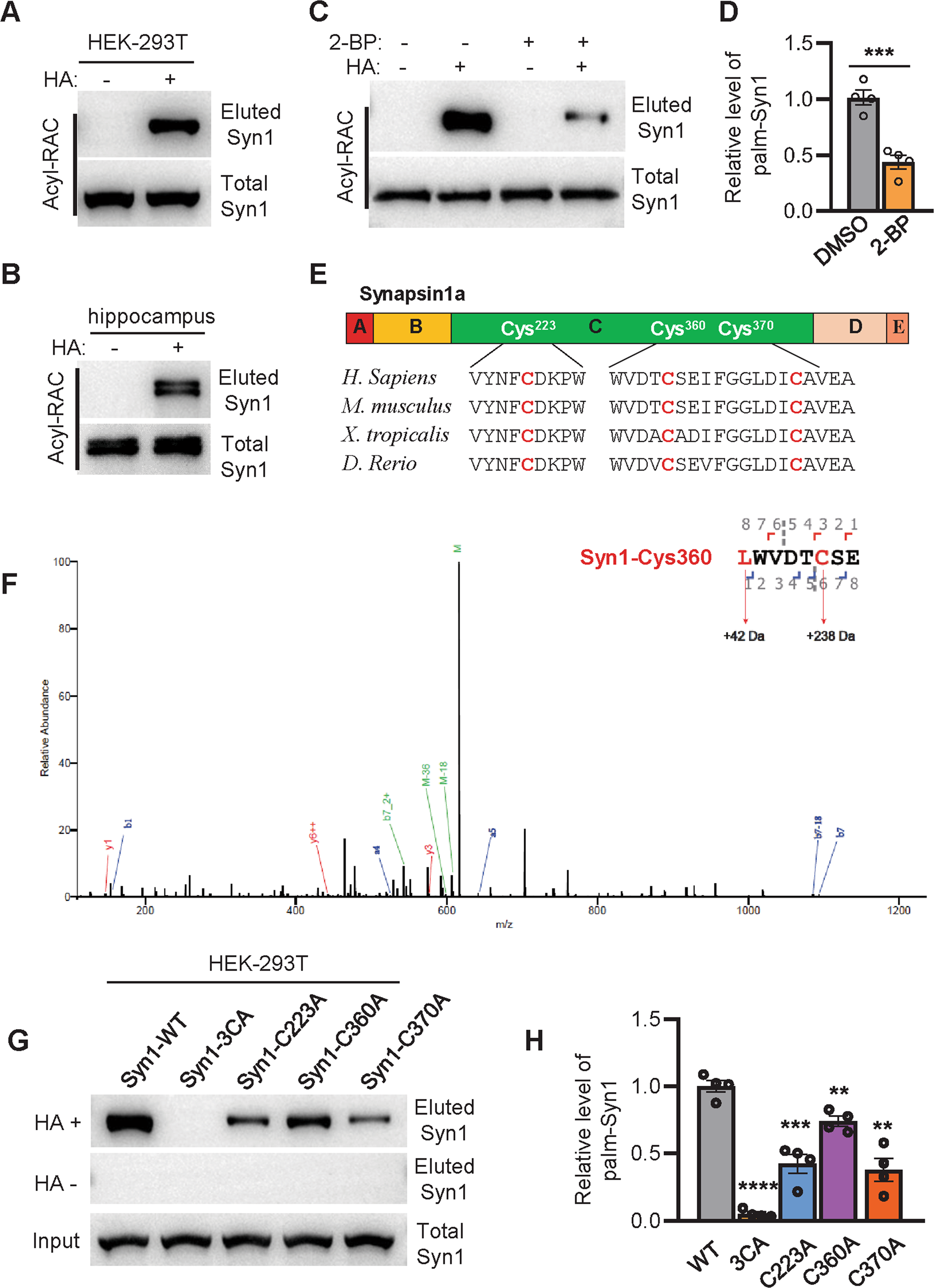 Fig. 1: Syn1 is palmitoylated at Cys-223, Cys-360, and Cys-370.