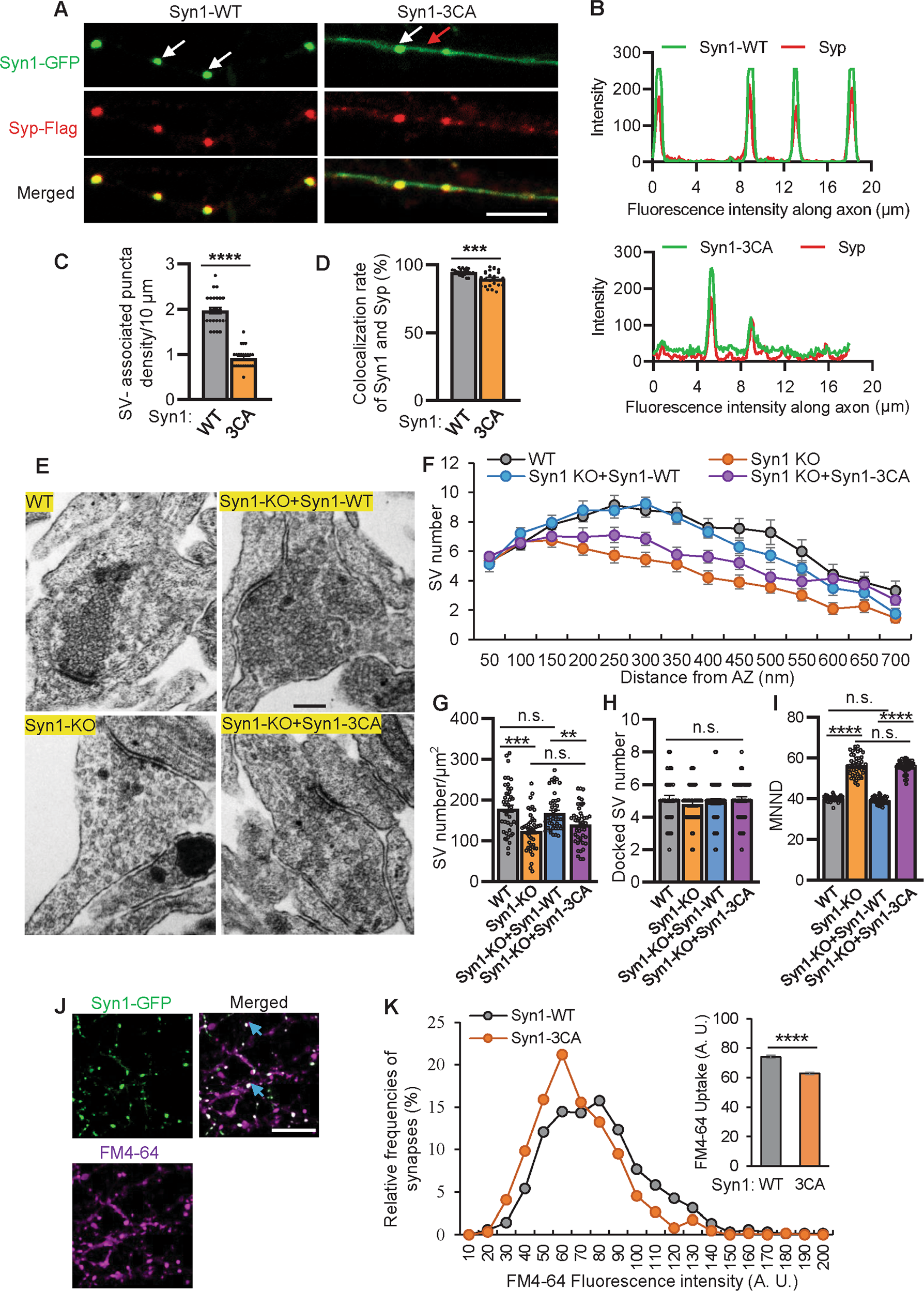 Fig. 2: Blocking Syn1 palmitoylation affects SVs clustering.