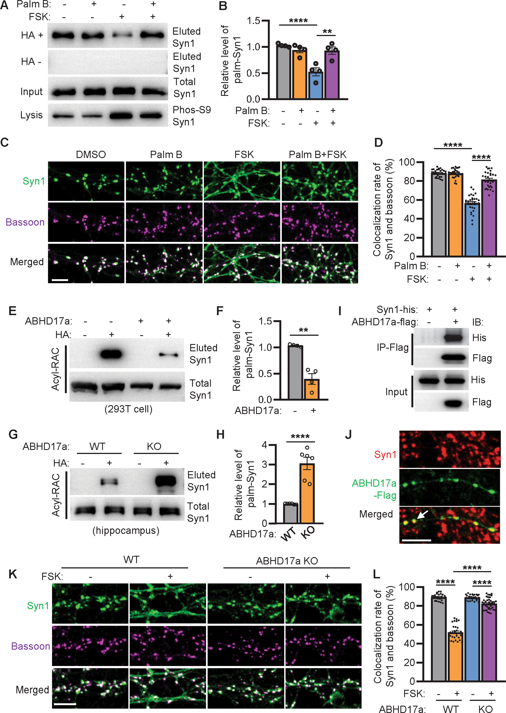 Fig. 6: FSK triggered SVs release depends on the downregulation of Syn1 palmitoylation.