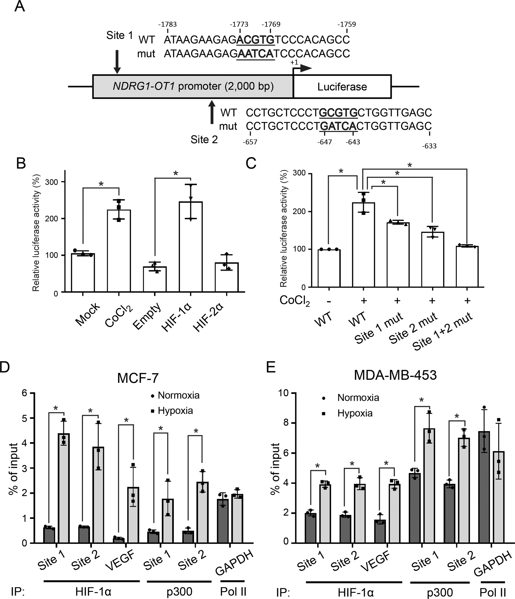 Fig. 3: HIF-1α and p300 physically binds to the promoter of NDRG1-OT1.