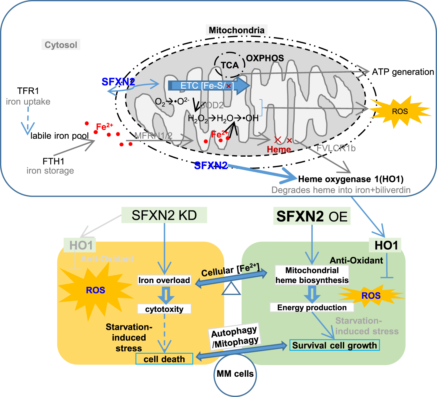 Fig. 7: Schematic working model shows the oncogenic role of SFXN2 in alleviating mitochondrion autophagy while enhancing energy production and HO1-mediated anti-oxidative effect in MM cells.