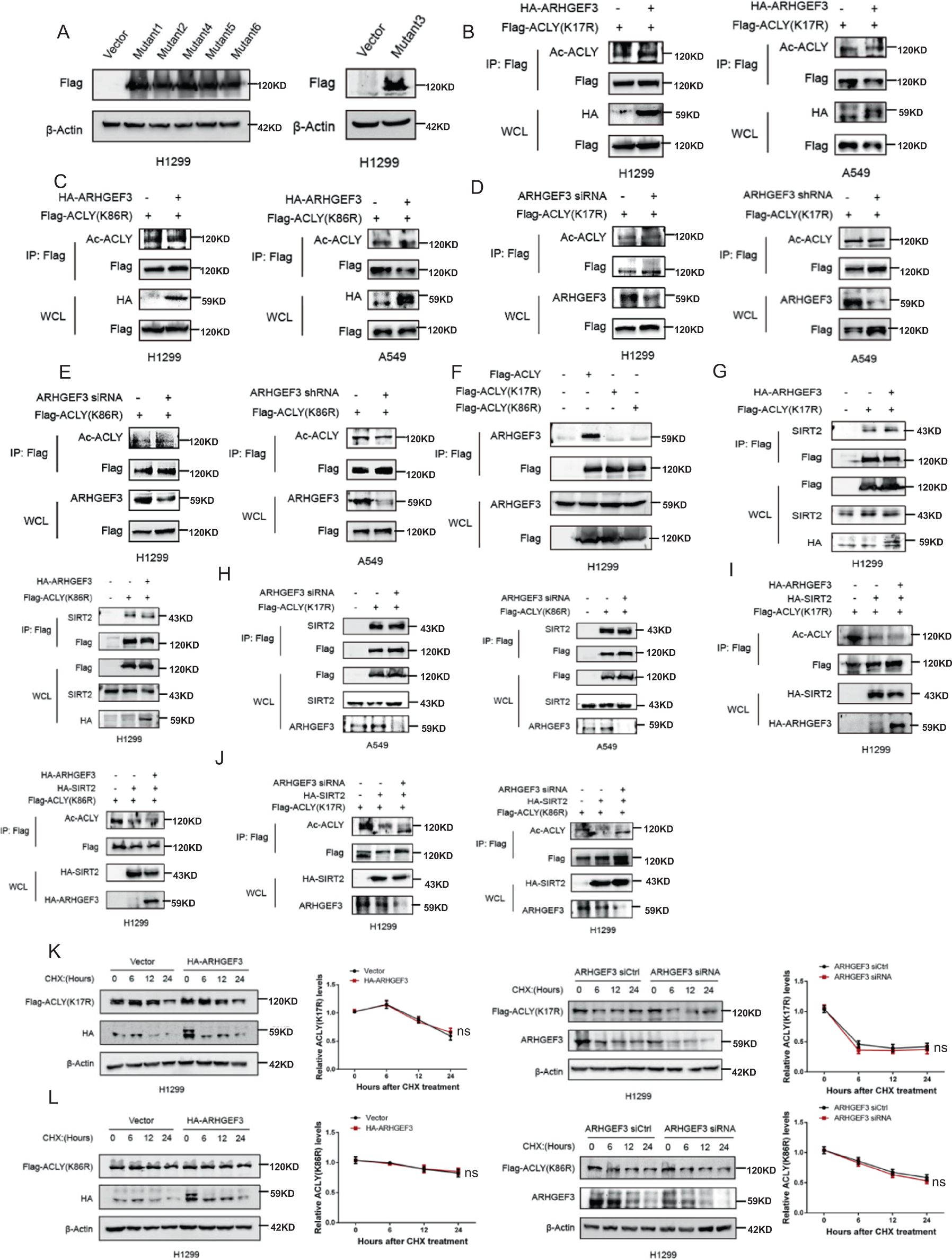 Fig. 4: The K17 and K86 were essential acetylation sites of ACLY for ARHGEF3 to recruit SIRT2 for deacetylating and stabilizing ACLY.