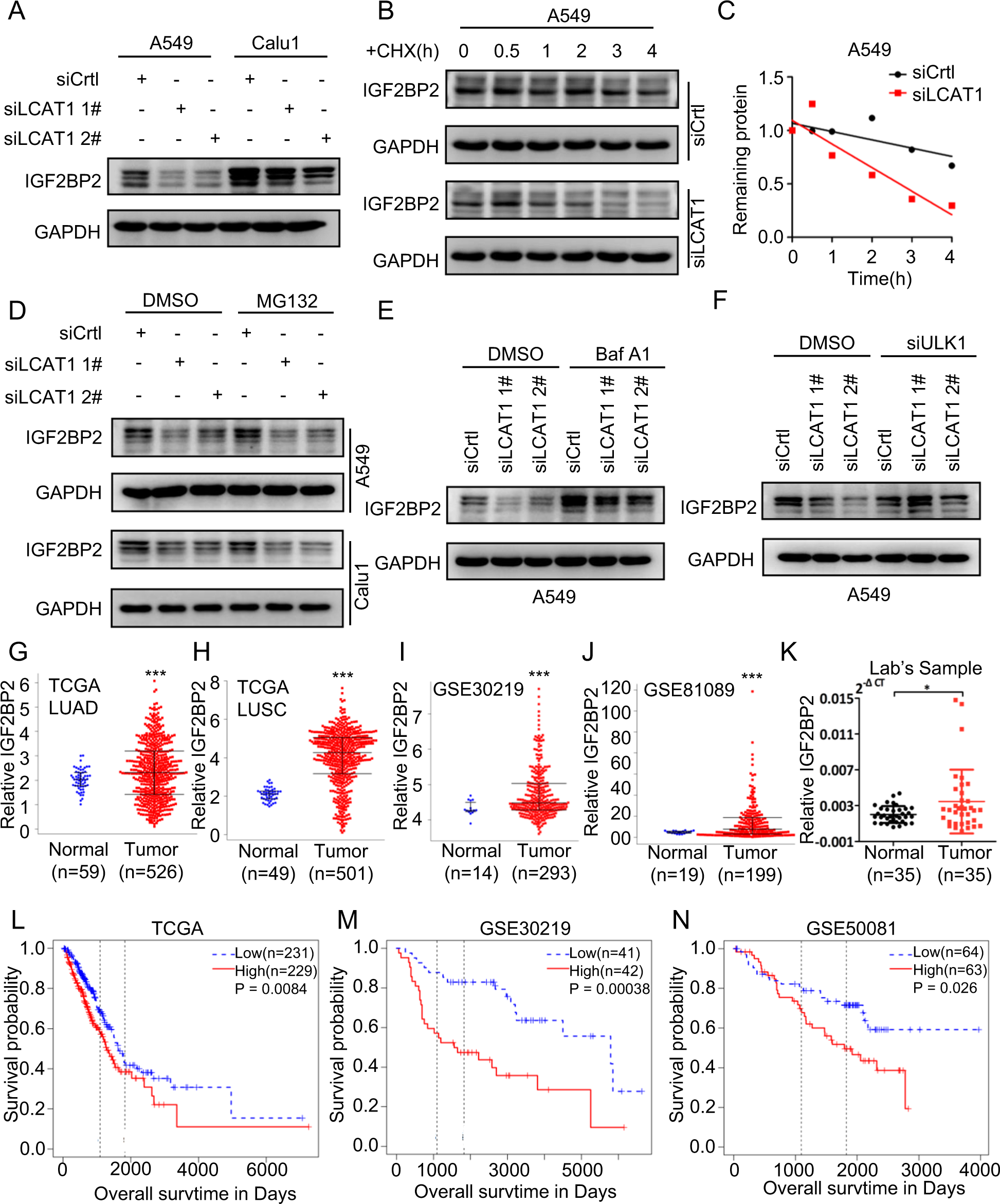 Fig. 2: LCAT1 regulates IGF2BP2 protein stability, and IGF2BP2 is upregulated and associated with poor survival in lung cancer patients.