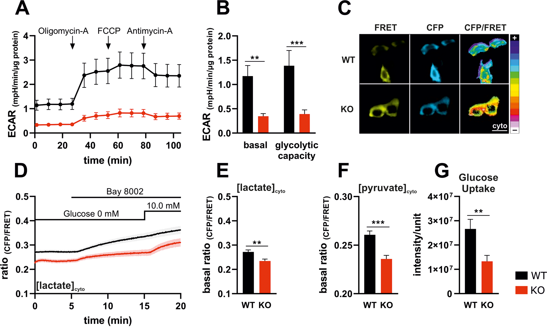 Ikca Channels Control Breast Cancer Metabolism Including Ampk Driven Autophagy Cell Death Disease