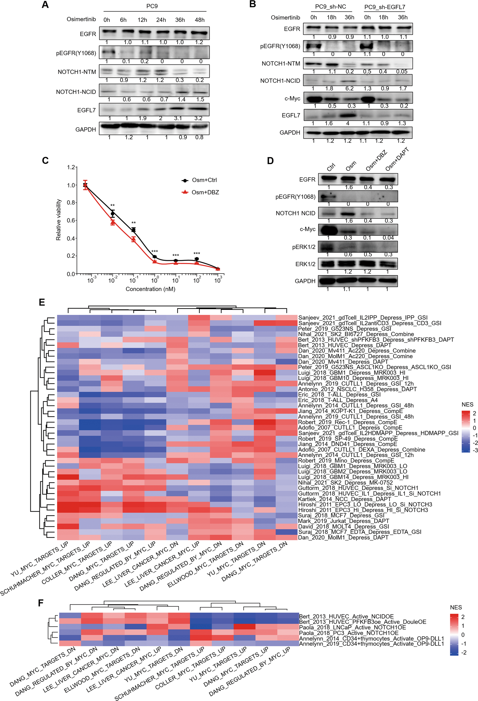 Fig. 6: EGFL7-mediated activation of NOTCH signaling buffers EGFR kinase inhibition.
