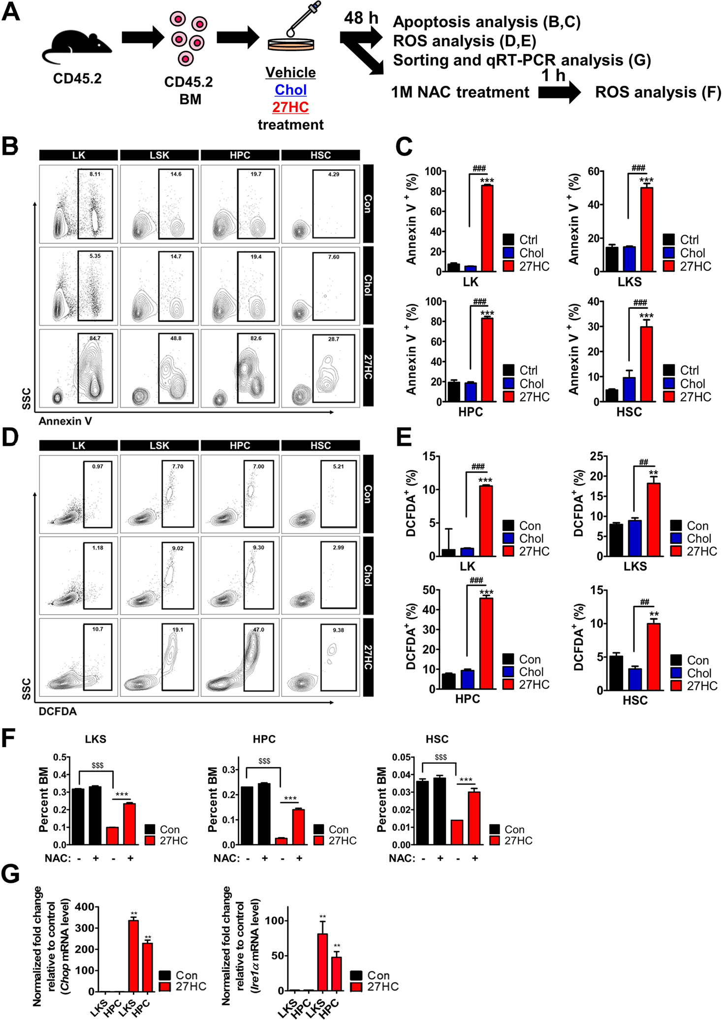 Fig. 2: Exogenous addition of 27HC increases apoptosis and reactive oxygen species (ROS) in HSPCs.