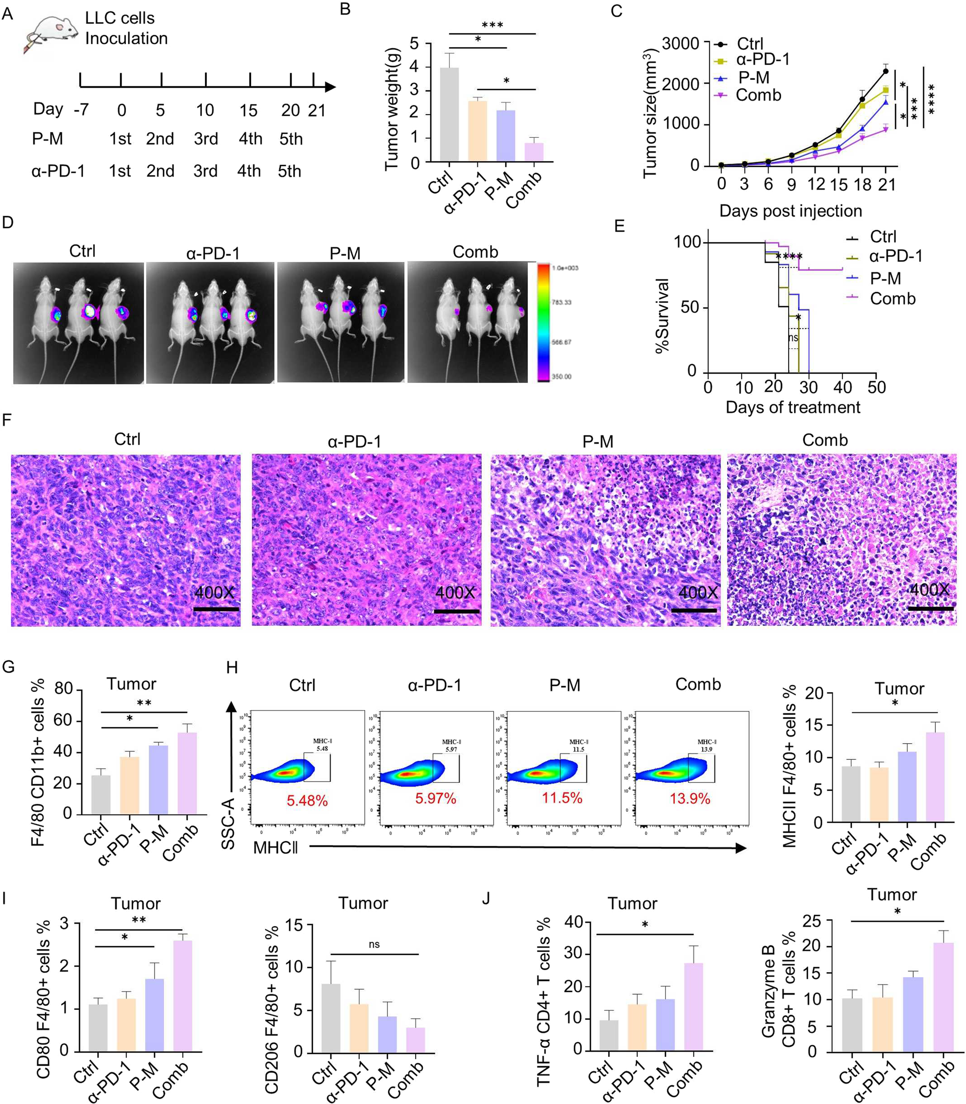 Fig. 4: PA-MSHA boosted the efficacy of αPD-1 therapy in tumor.