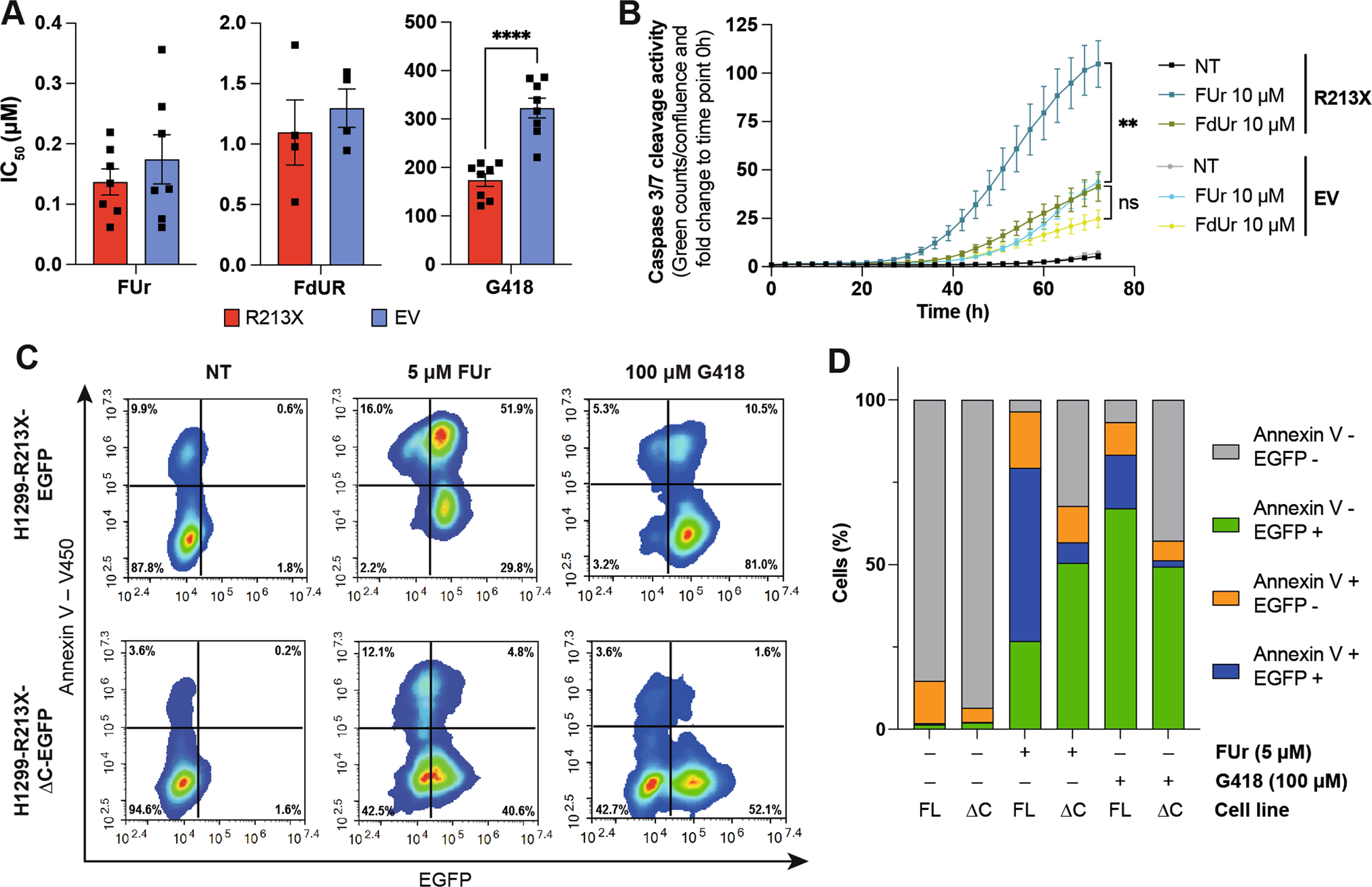 Fig. 4: FUr induces R213X p53-dependent cell death.