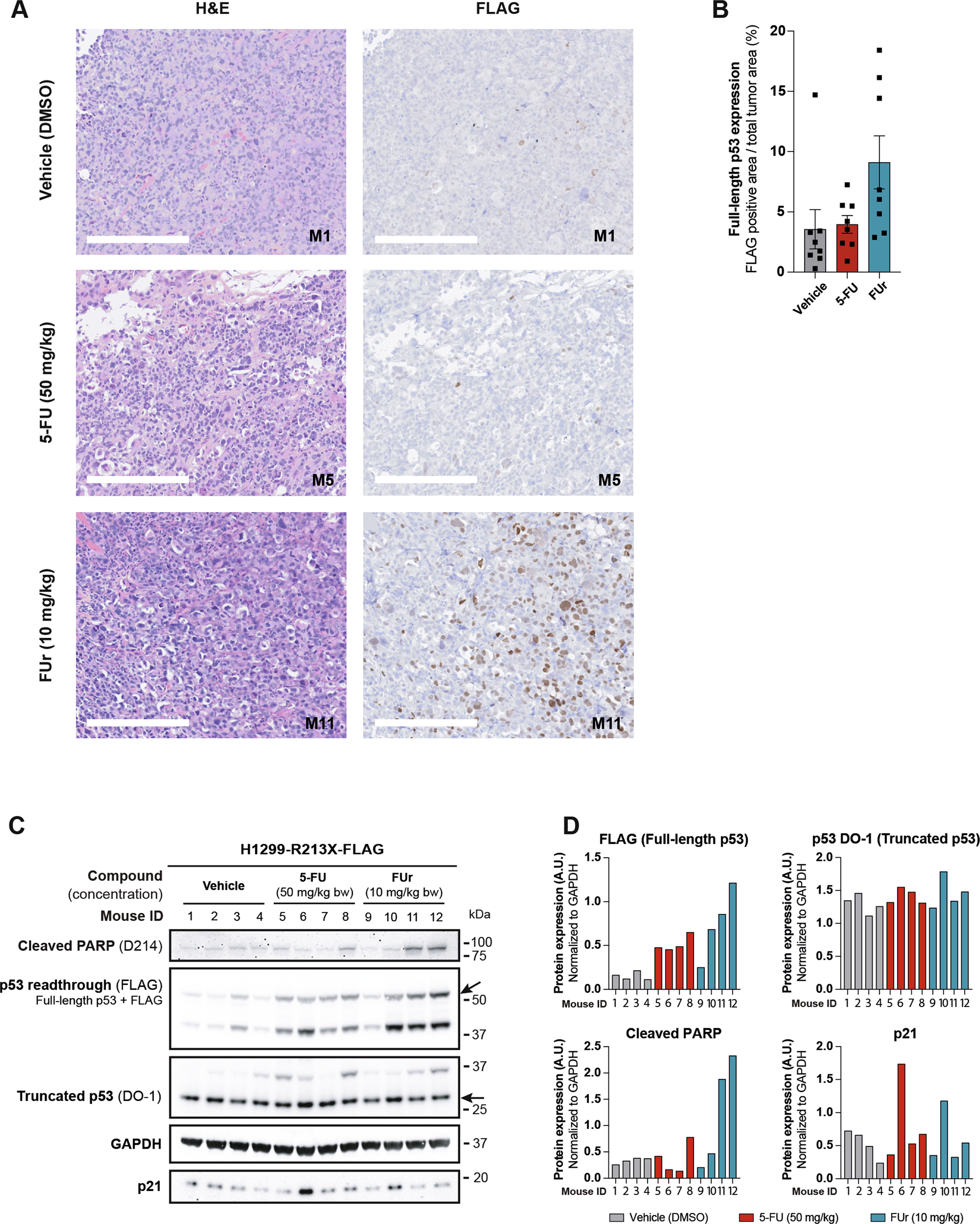 Fig. 7: 5-FU and FUr induce full-length p53 in vivo.