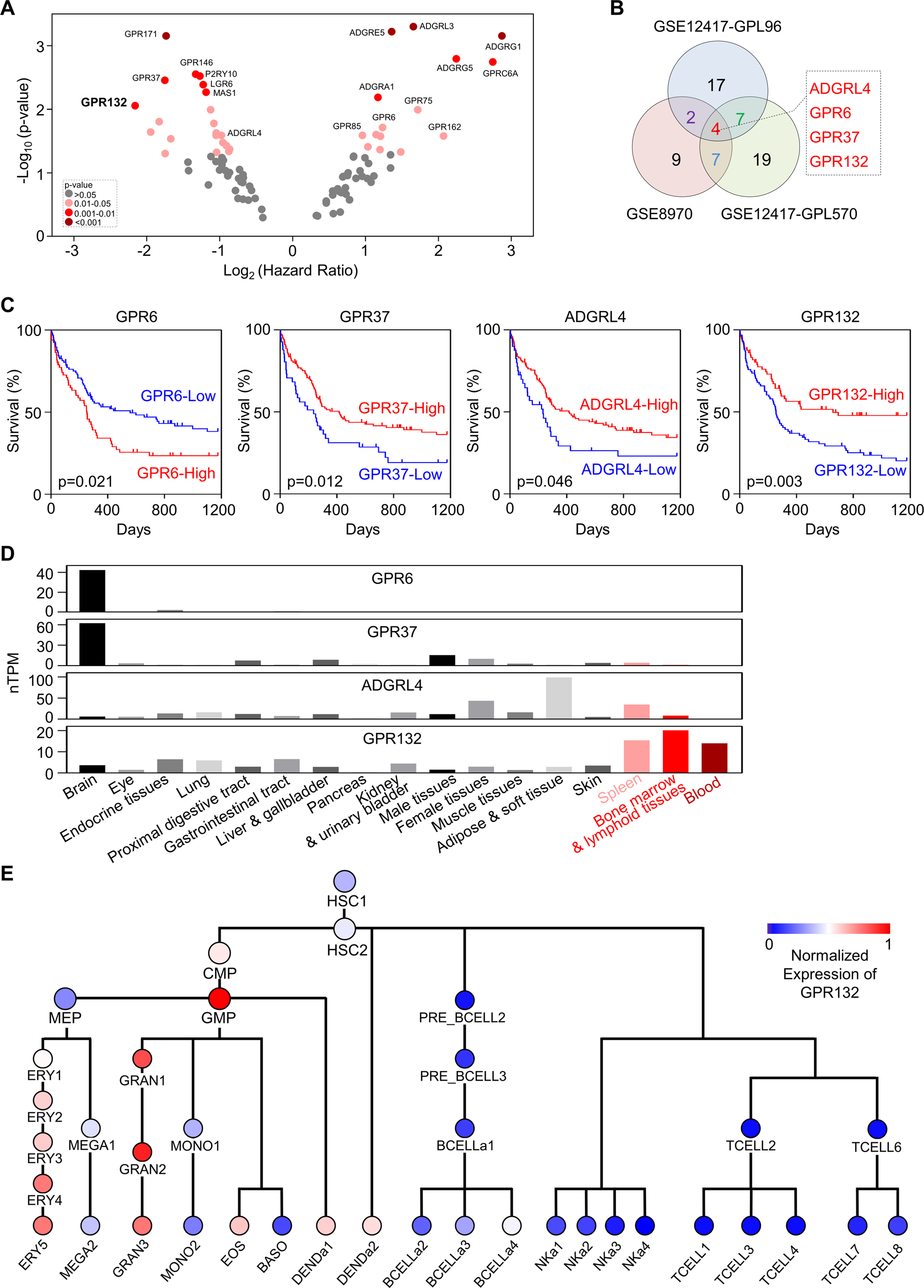 Activation of orphan receptor GPR132 induces cell differentiation in acute  myeloid leukemia | Cell Death & Disease
