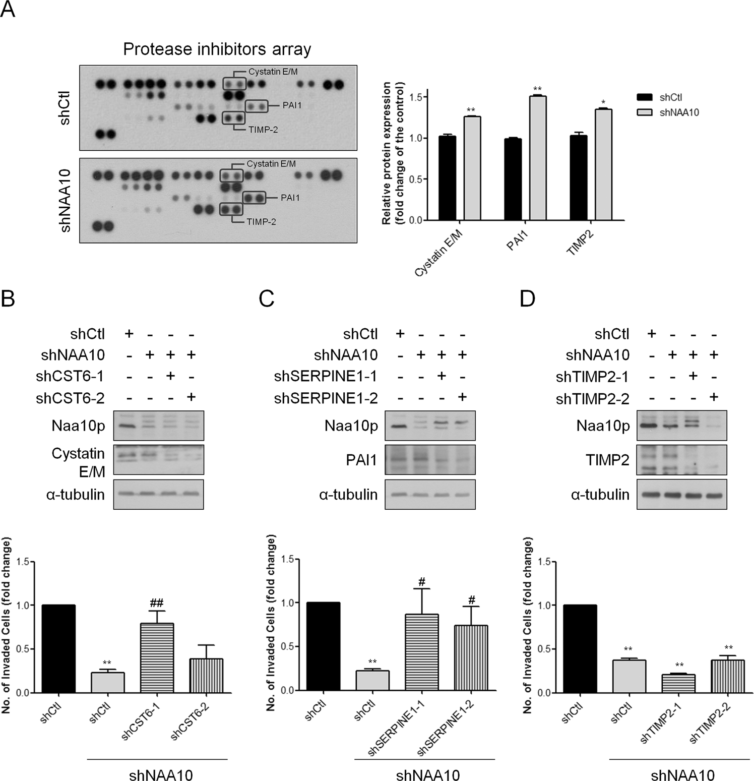 Fig. 7: Naa10p regulates cell invasiveness by inducing protease inhibitor expression.
