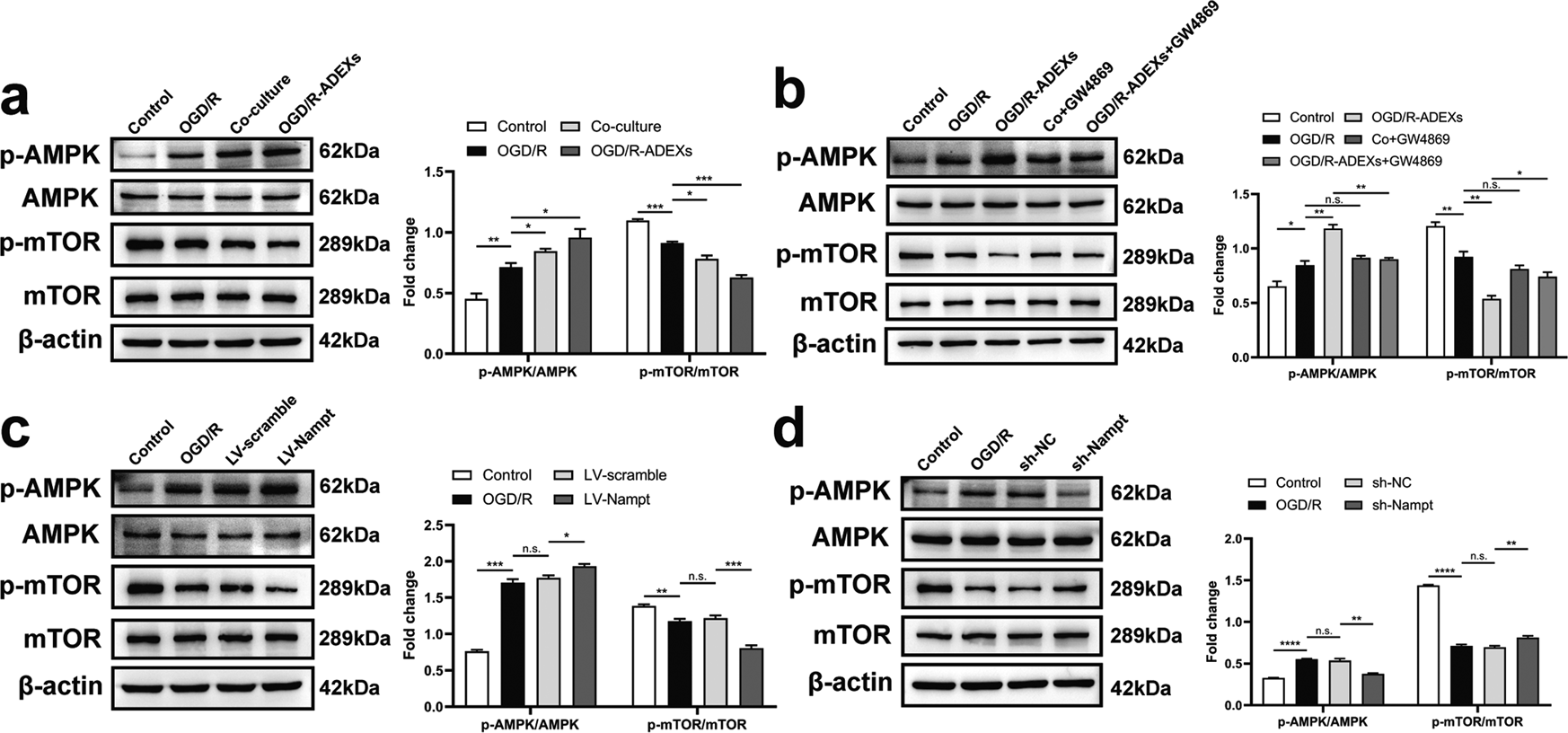 Fig. 5: OGD/R-ADEX enhances autophagy through AMPK-mTOR signaling.