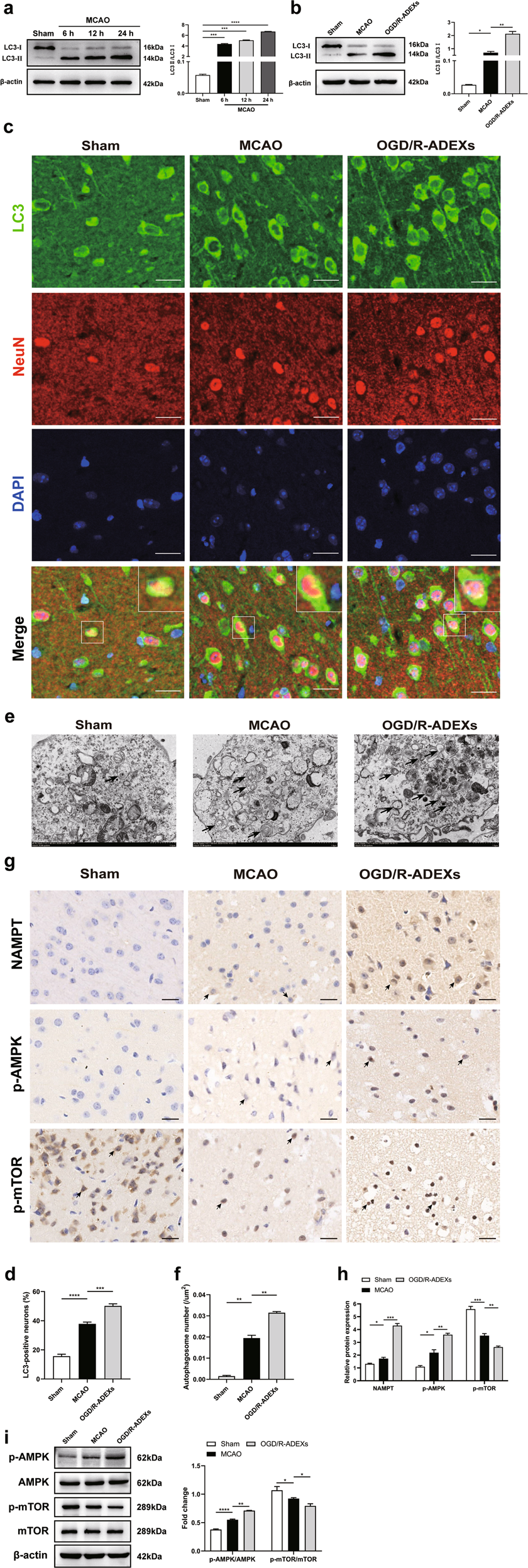 Fig. 7: OGD/R-ADEXs injection after MCAO/R enhances autophagy through AMPK/mTOR signaling.
