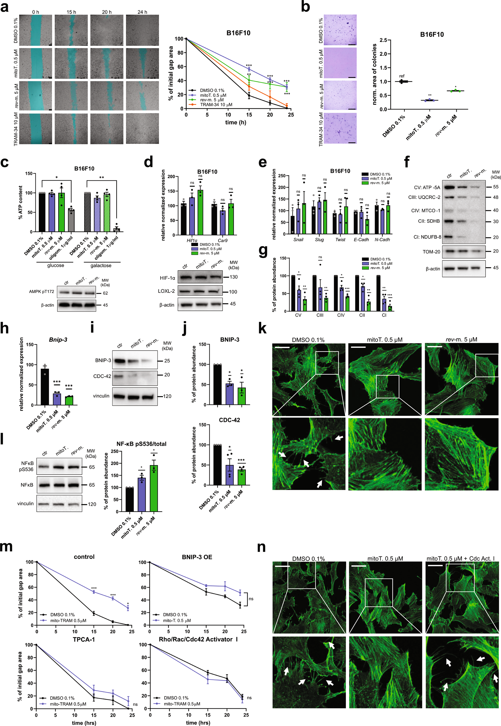 Fig. 4: Sublethal doses of mitoTRAM-34 and rev-mitoTRAM reduce migration and anoikis resistance of B16F10 cells by affecting the cytoskeletal architecture.