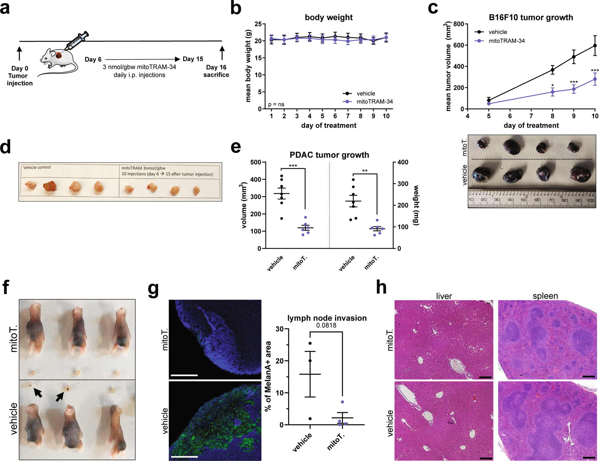 Fig. 5: The novel TRAM-34 derivatives reduce tumor growth in vivo in a melanoma and pancreatic cancer model.