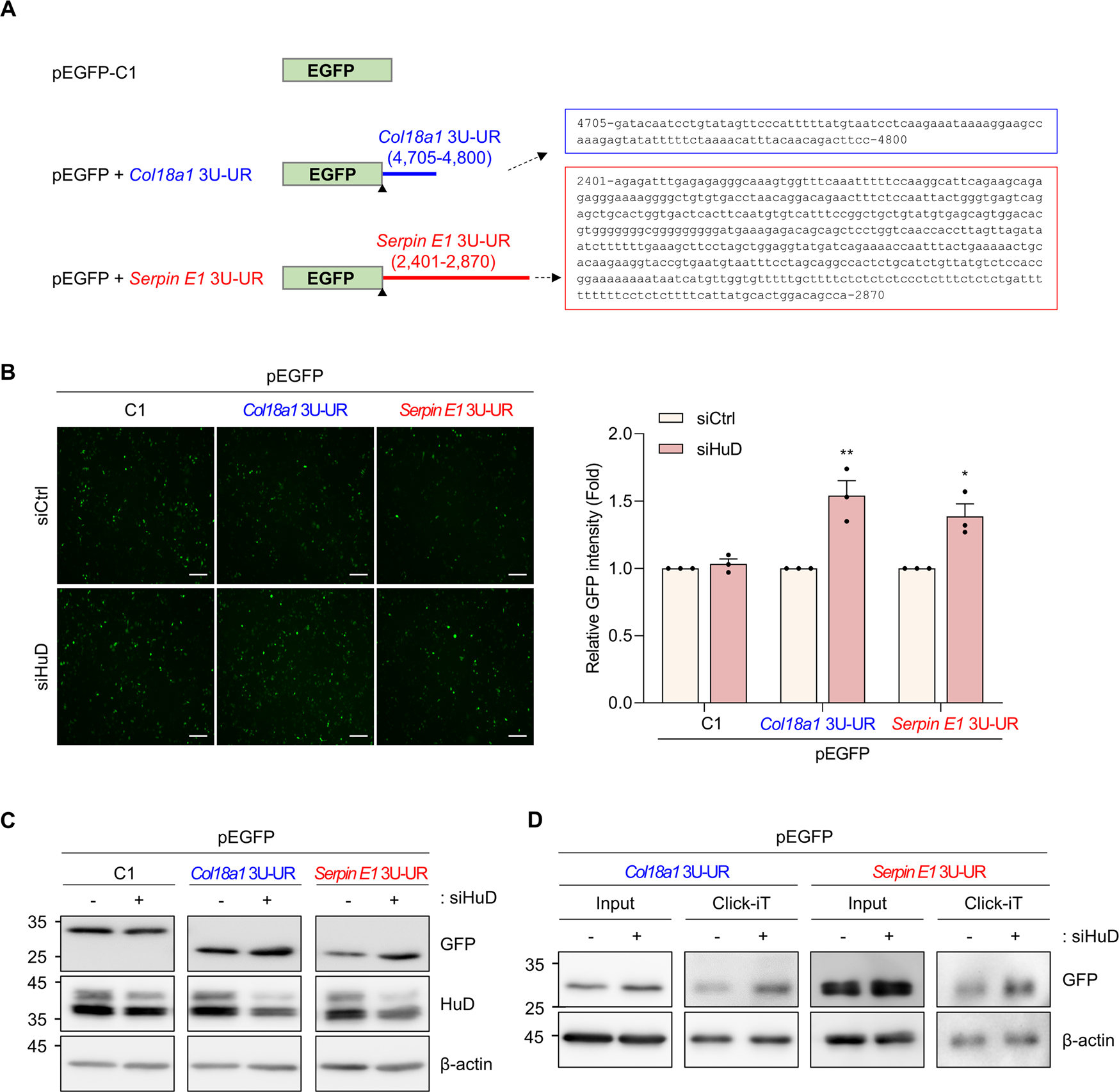 Fig. 5: HuD knockdown promotes the expression of EGFP reporters containing 3′UTRs of Col18a1 and Serpin E1 mRNAs.