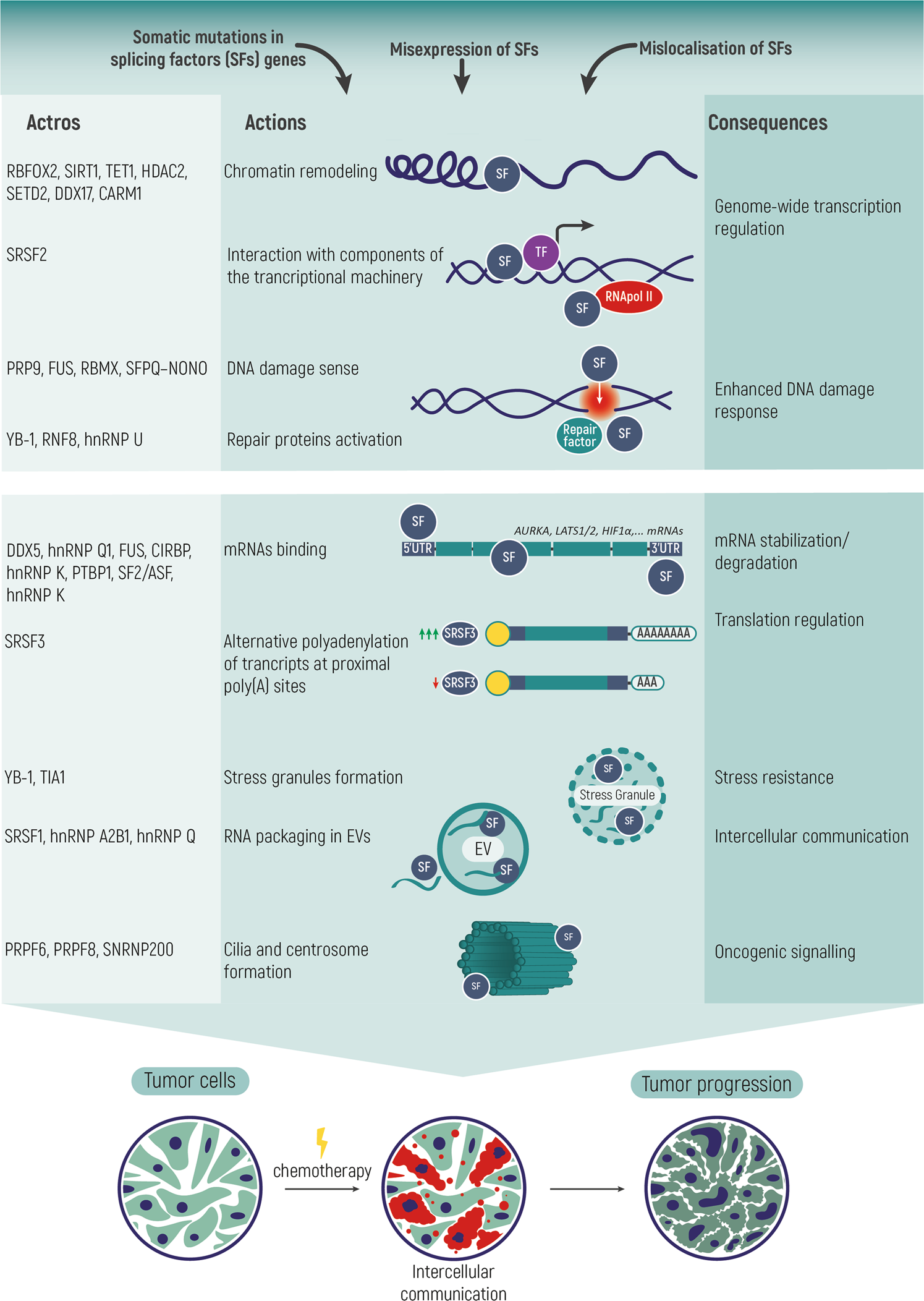 Non-canonical functions of spliceosome components in cancer progression |  Cell Death & Disease