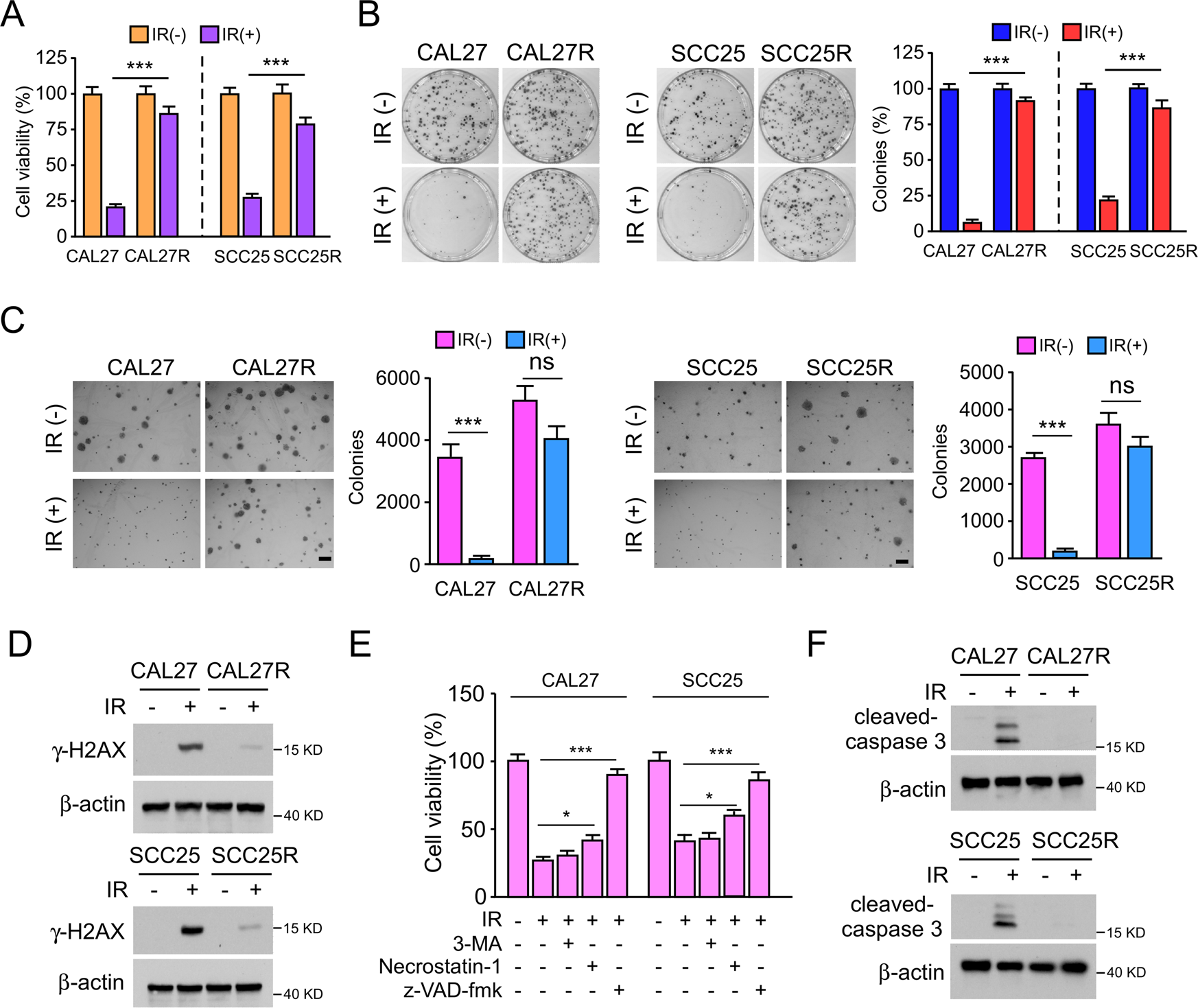 Stabilization of MCL-1 by E3 ligase TRAF4 confers radioresistance | Cell  Death & Disease