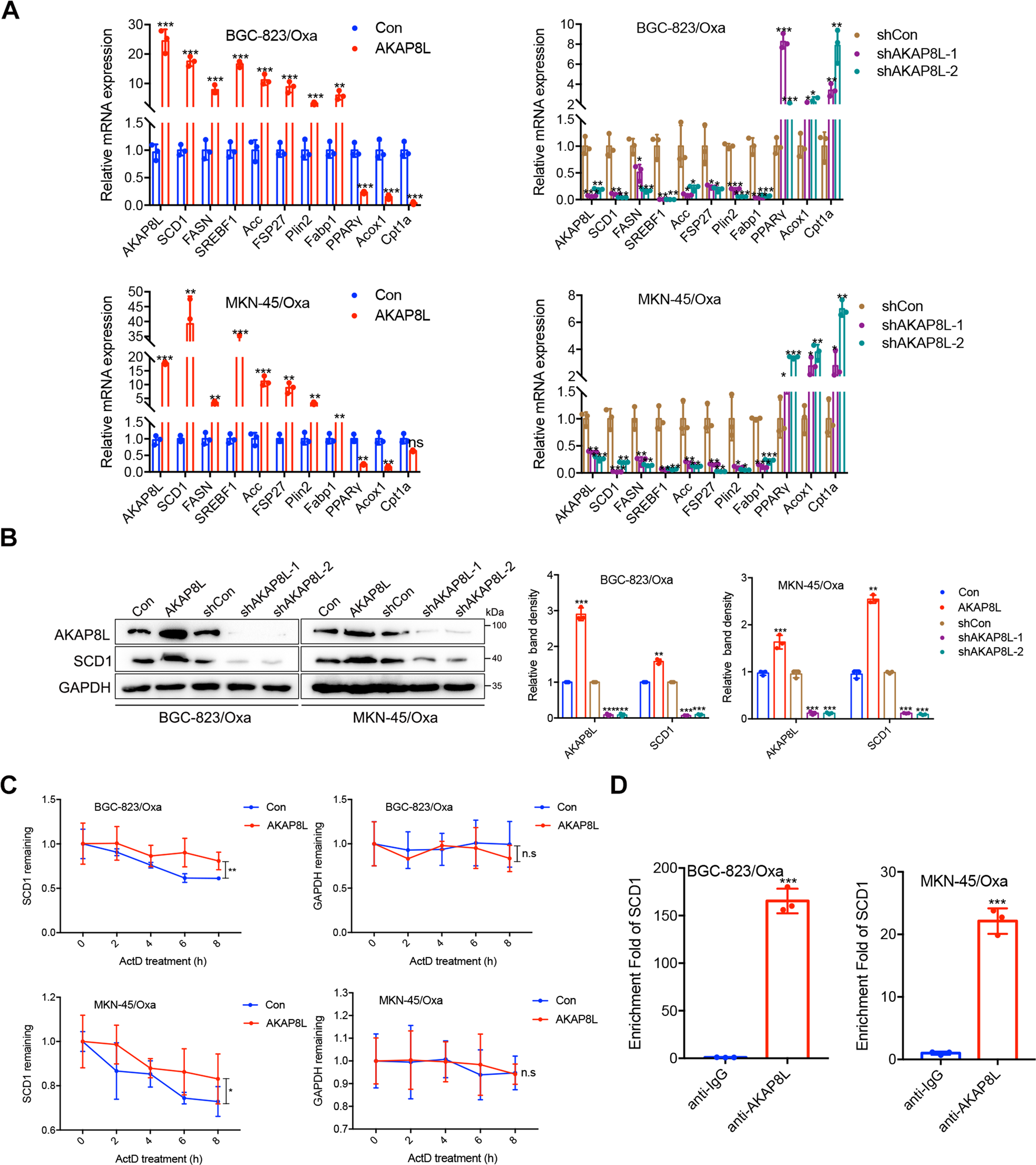 Fig. 5: AKAP8L upregulates SCD1 expression via mRNA stability.