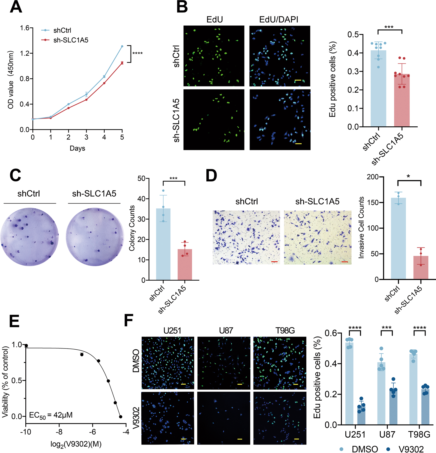 Fig. 3: SLC1A5 regulated the proliferation and invasion of glioma cells in vitro.