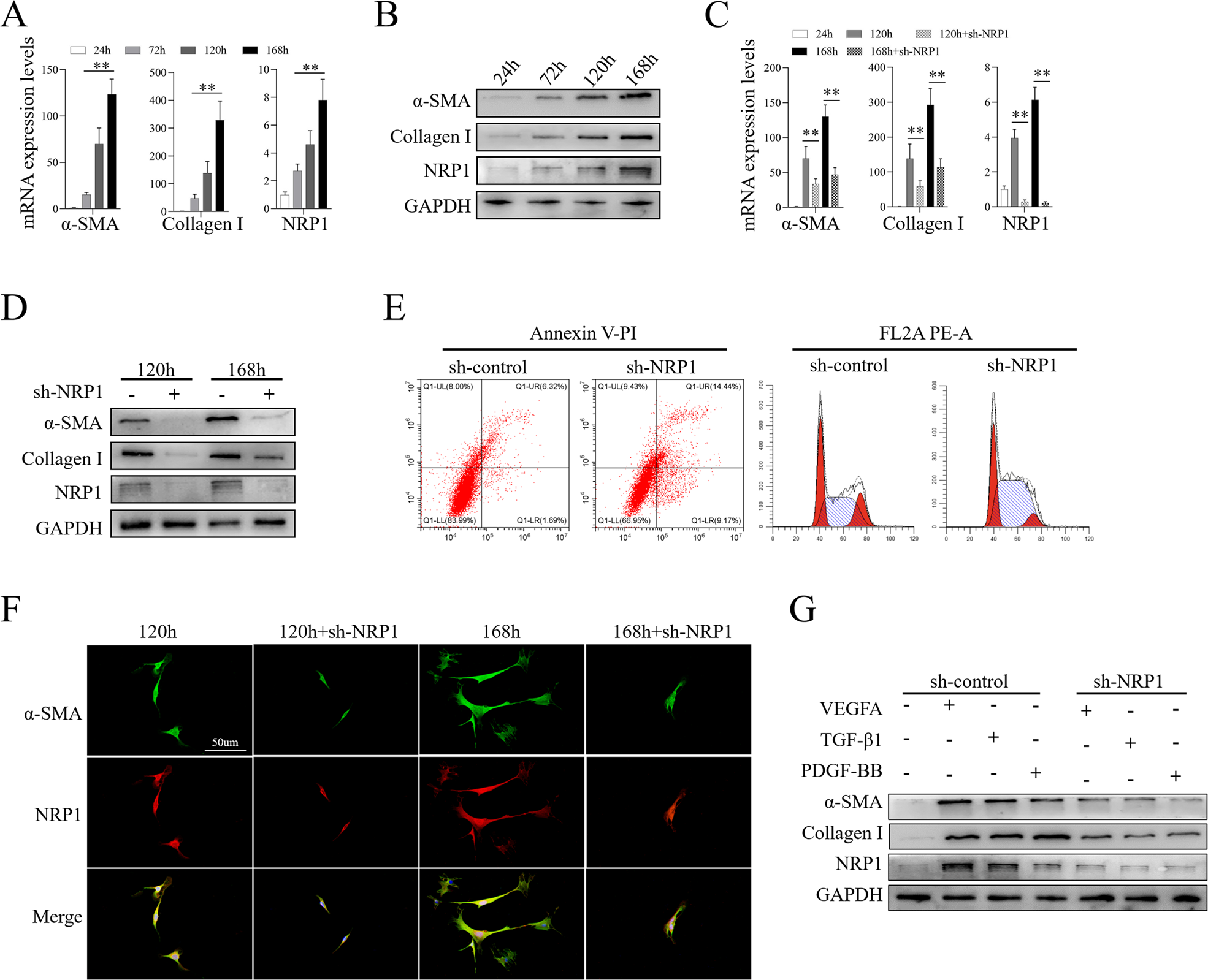 Fig. 2: NRP1 was required for the mouse primary HSCs’ activation.