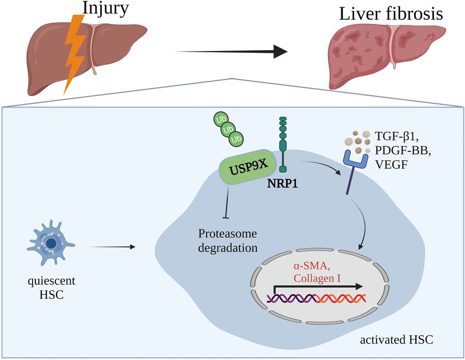 Fig. 7: The molecular mechanism underlying USP9X-mediated NRP1 deubiquitination enhances liver fibrosis by triggering HSCs.