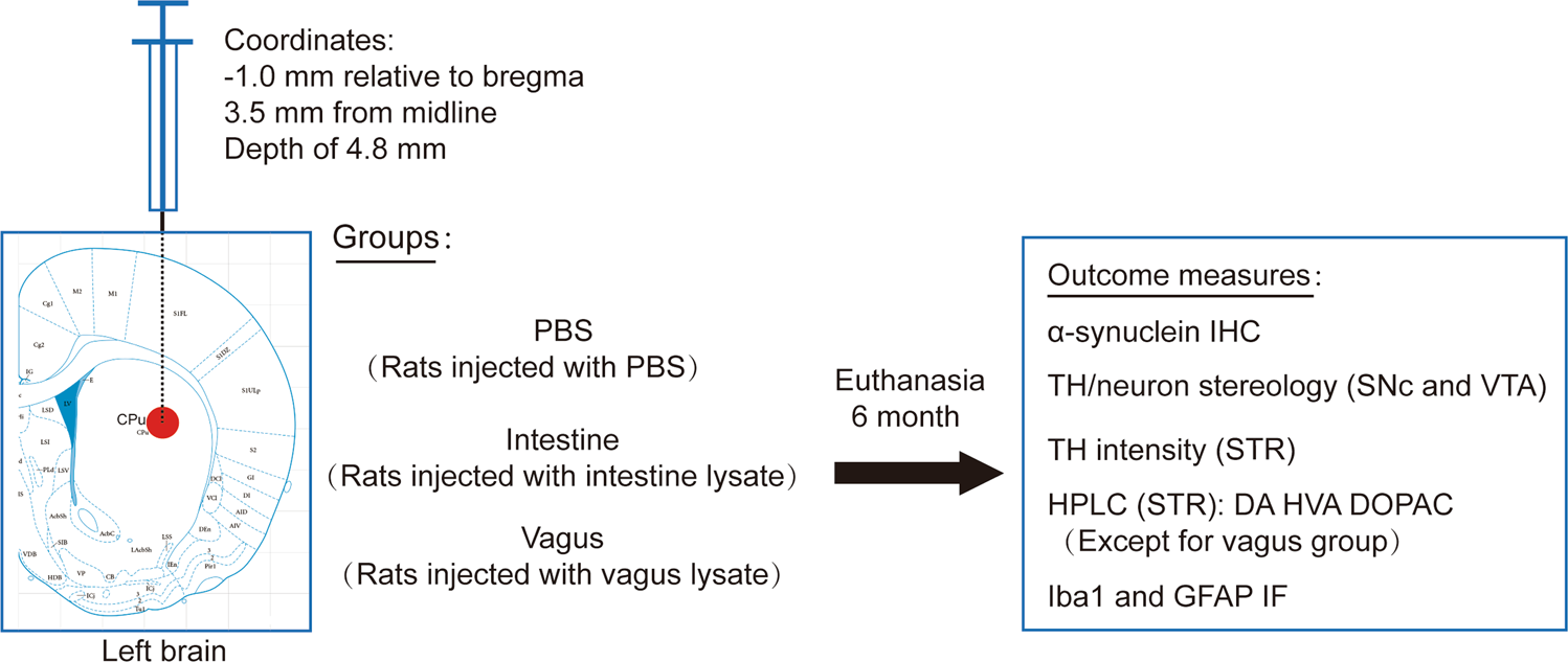 Fig. 1: Experimental timeline.