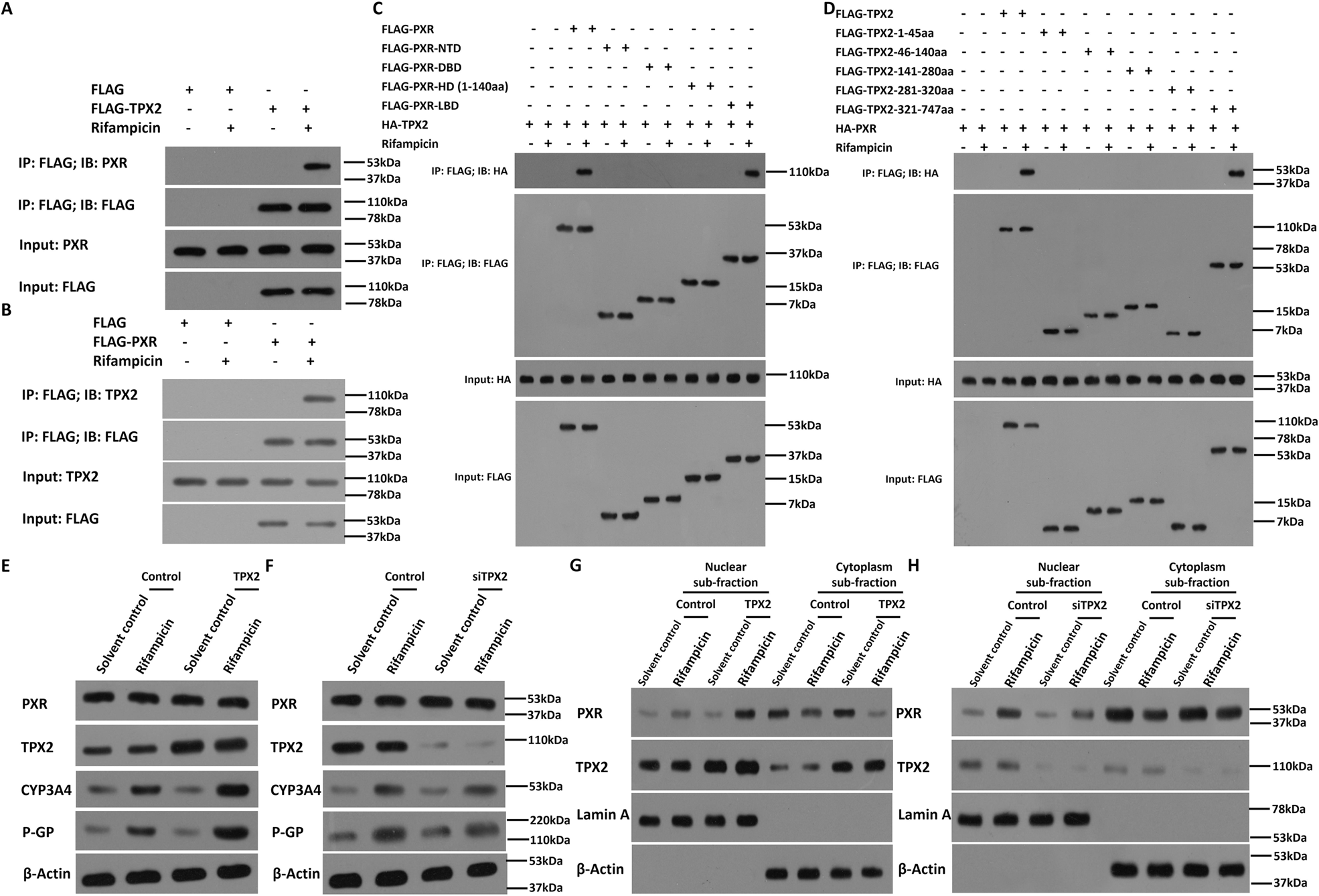 Fig. 3: TPX2 interacts with PXR and affect the nuclear accumulation of PXR in HCC cells.