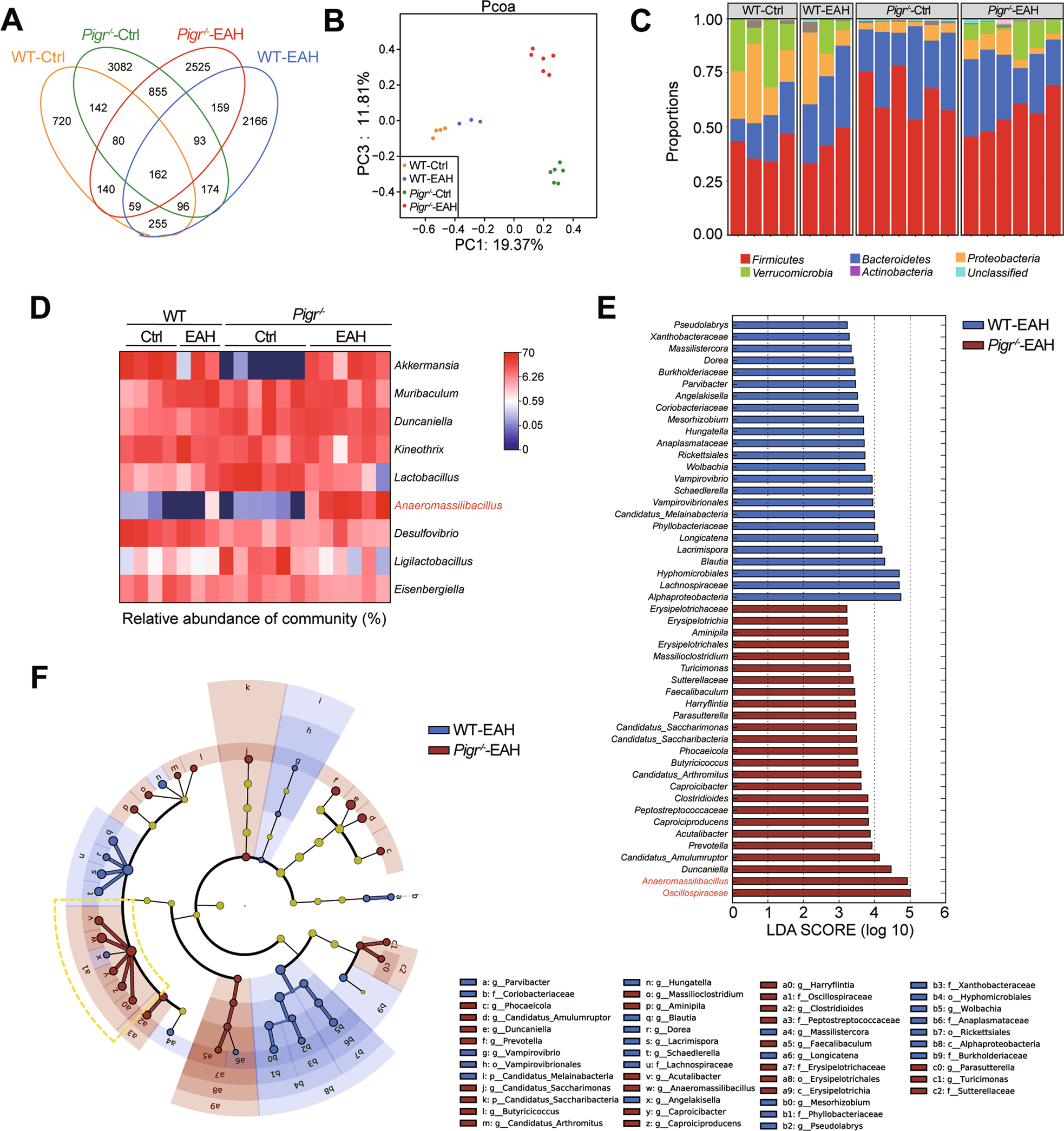 Fig. 3: Pigr−/− mice develop gut dysbiosis.