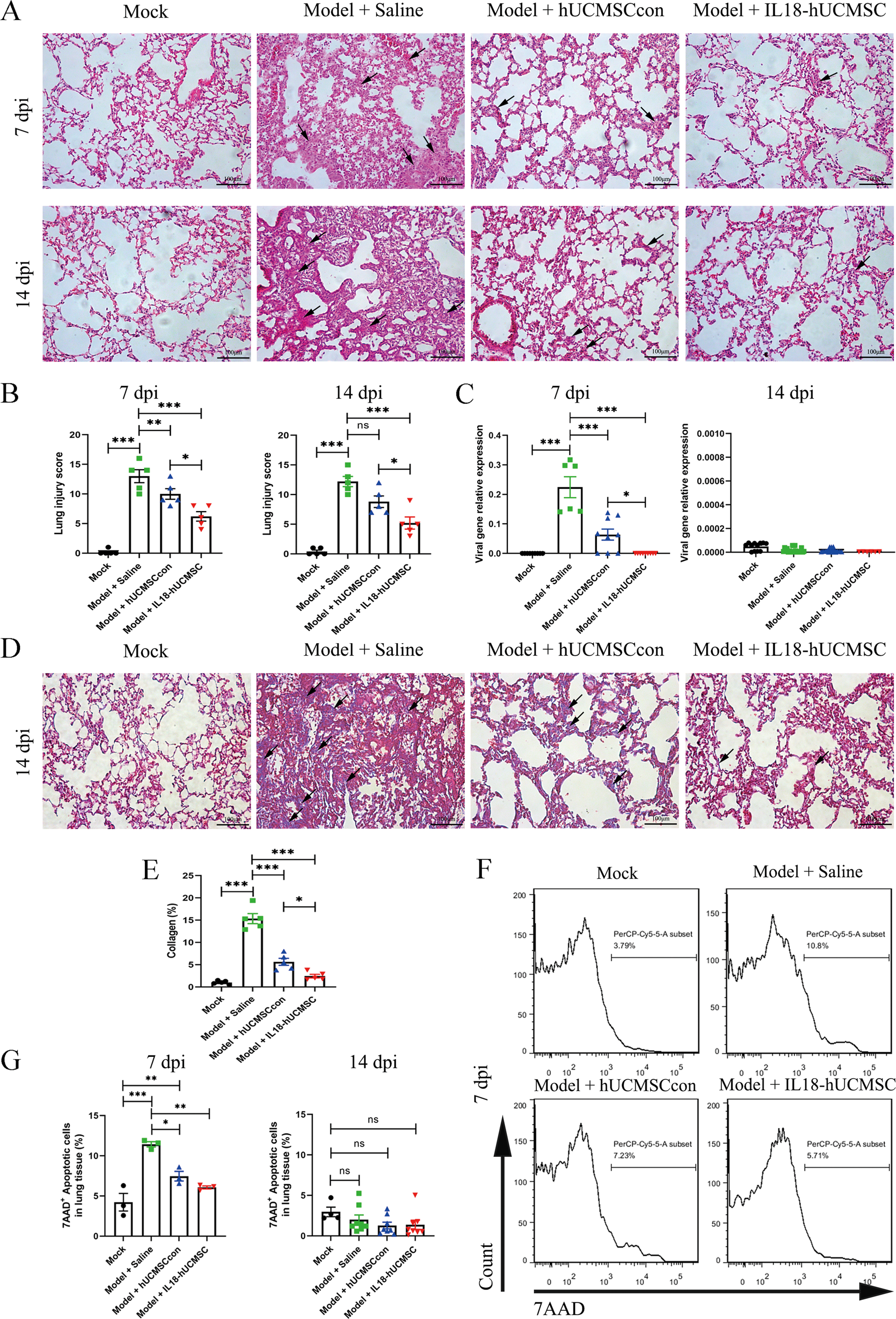 Fig. 4: IL18-hUCMSC significantly ameliorated lung injury, fibrosis, and cell apoptosis at the cellular level.