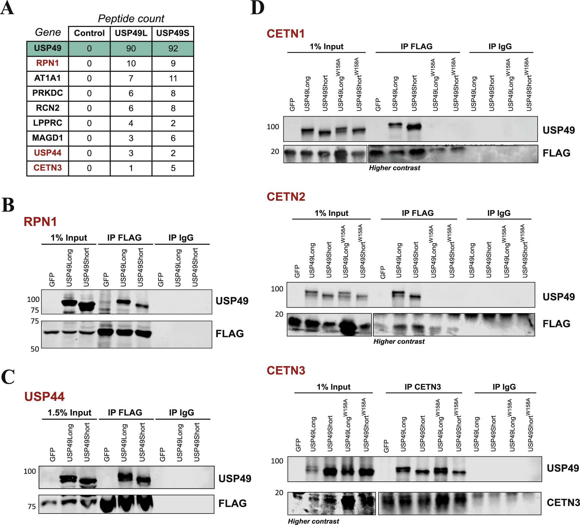 Fig. 4: Identification of USP49 interacting proteins.