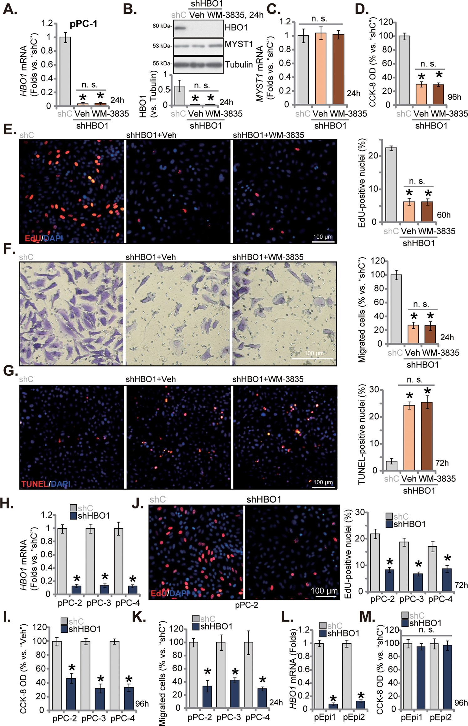 Fig. 3: HBO1 silencing inhibits primary CRPC cell viability, proliferation and migration in vitro.