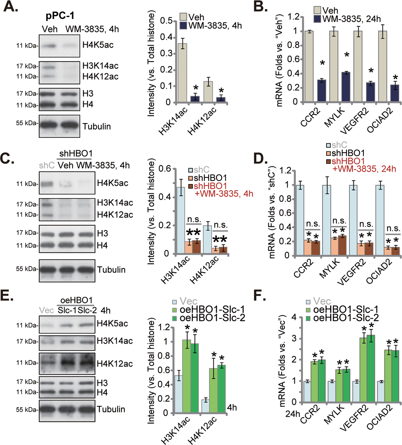 Fig. 5: WM-3835 inhibits H3-H4 acetylation and expression of several pro-cancerous genes in primary CRPC cells.