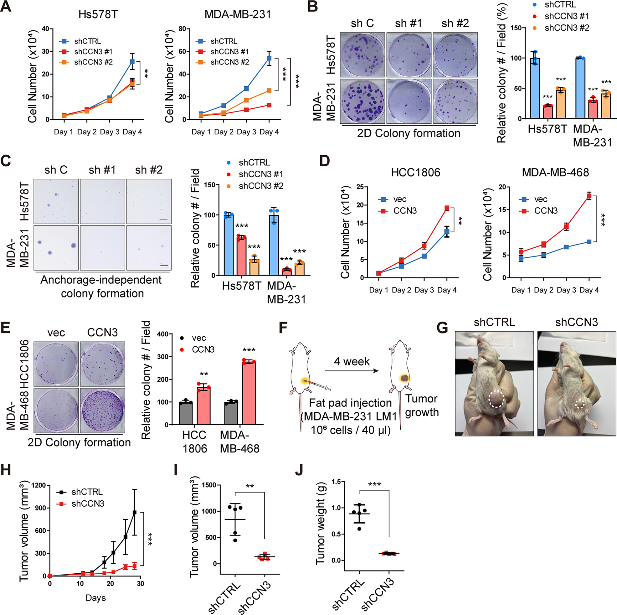 Fig. 4: CCN3 promotes cell proliferation and enhanced clonogenic ability.