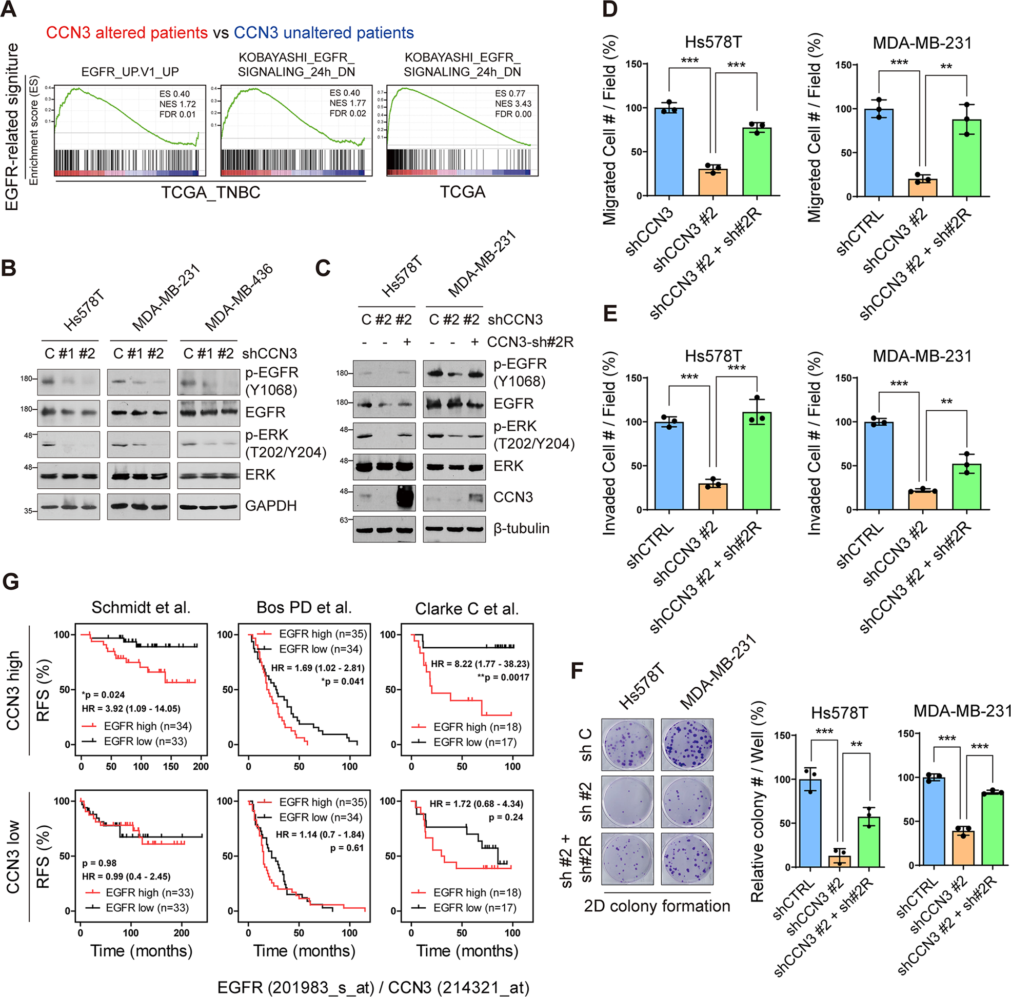 Fig. 5: CCN3 correlates with EGFR signaling in TNBC.