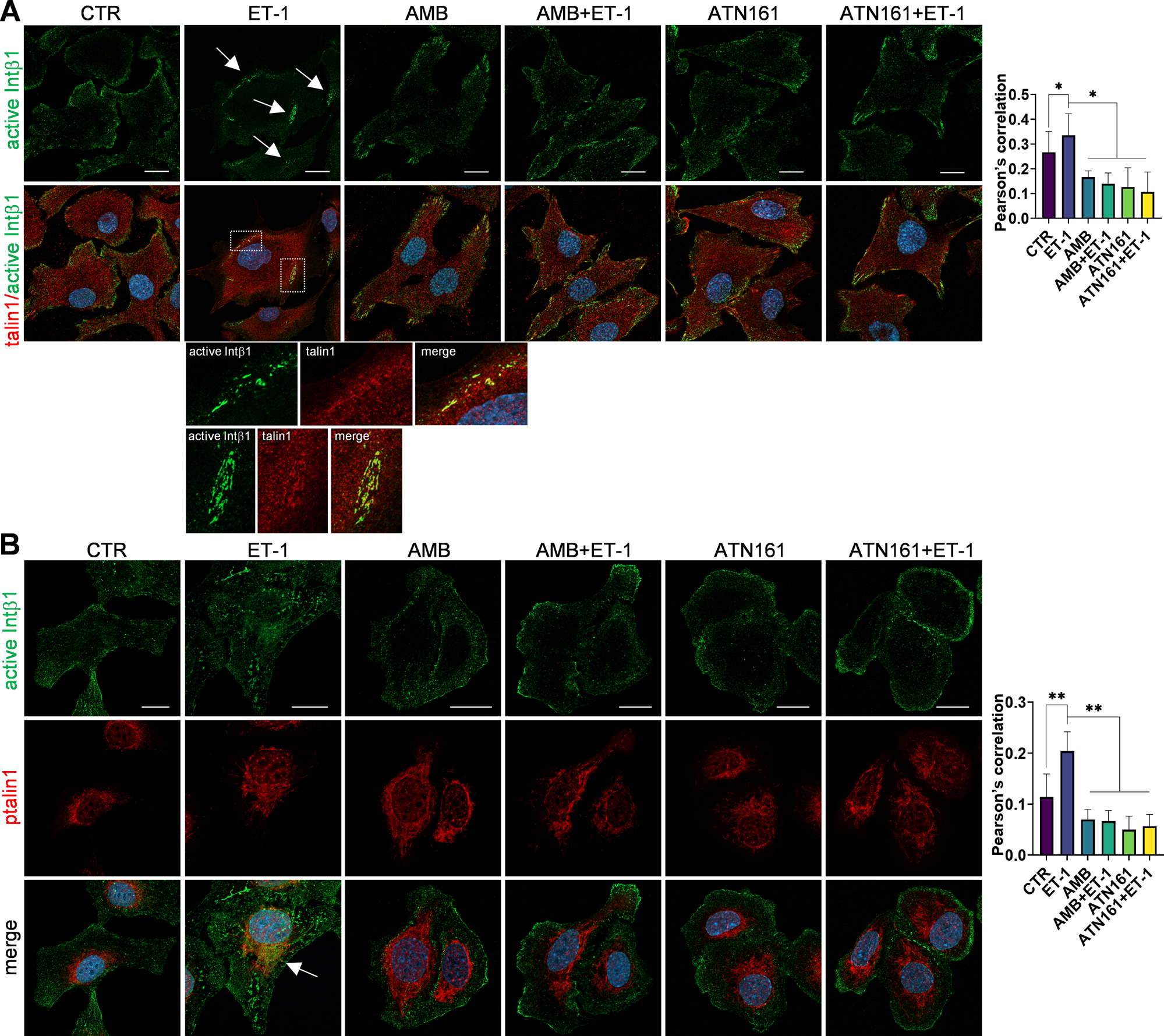Fig. 4: ET-1 promotes the phosphorylation of talin1 and its association with active Intβ1.
