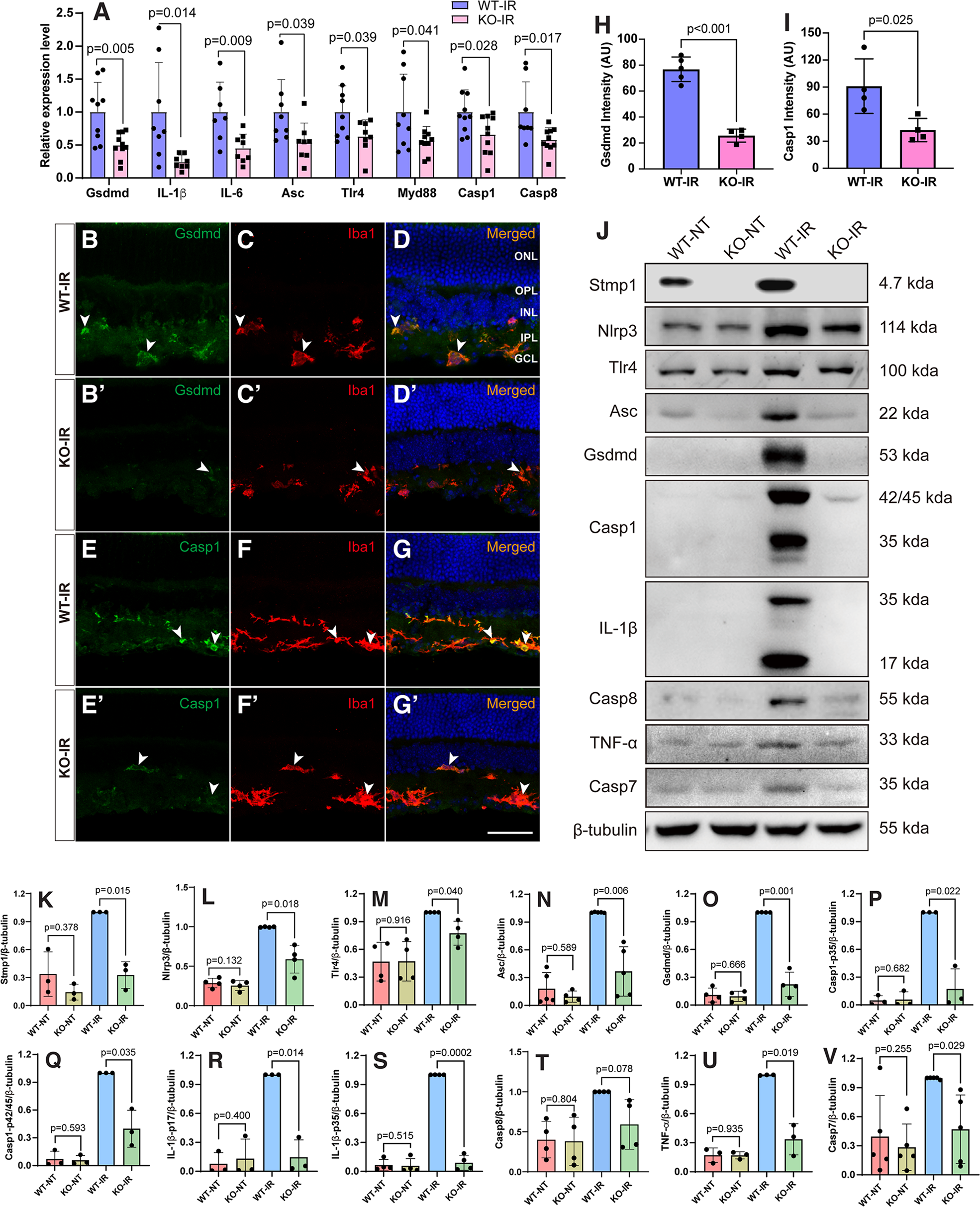 Fig. 4: 181-Rik inactivation impairs the Nlrp3 inflammasome pathway in IR-injured retinas.