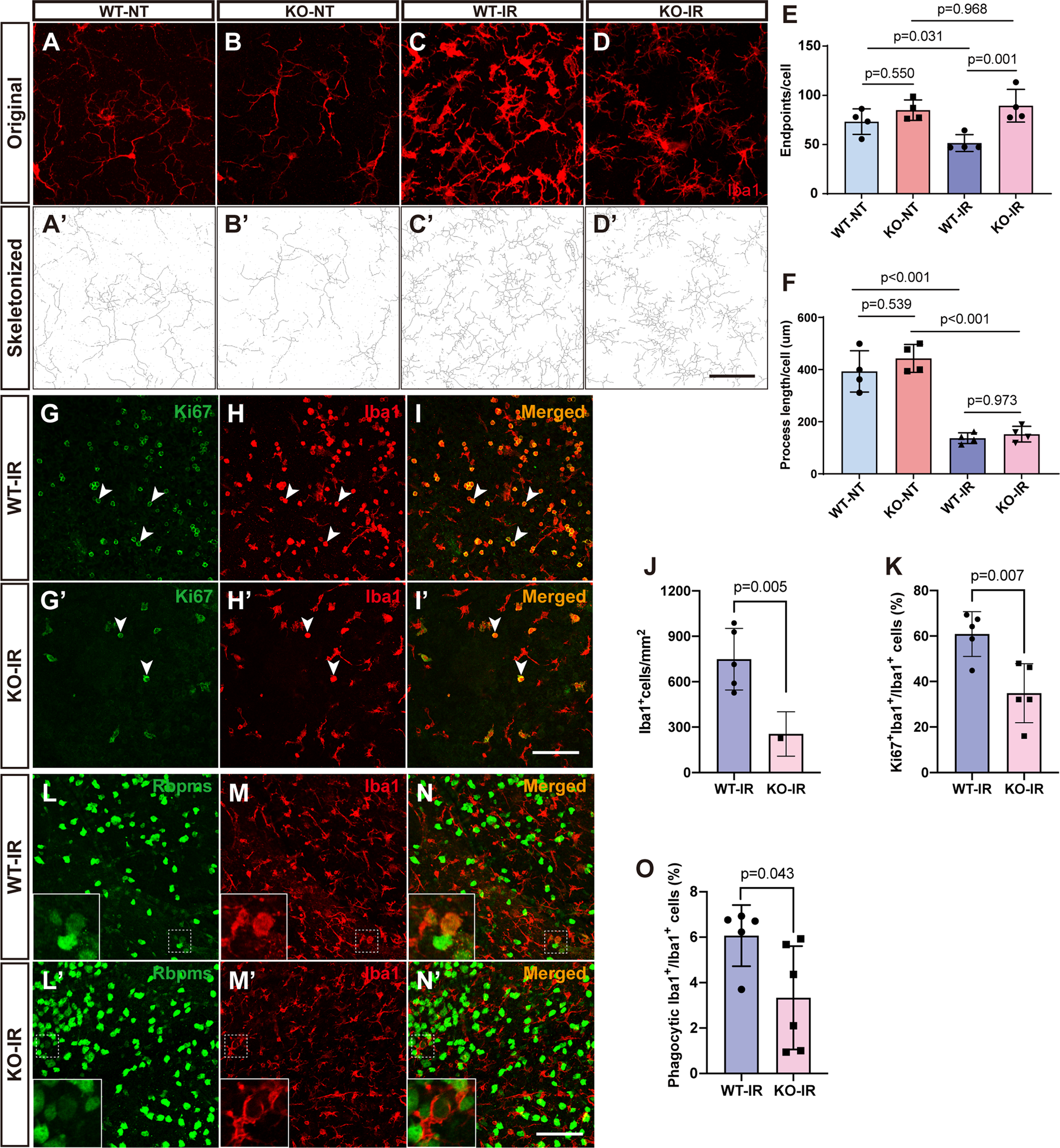 Fig. 6: Alteration of microglial morphology, proliferation, and phagocytosis in IR-injured 181-Rik mutant retinas.