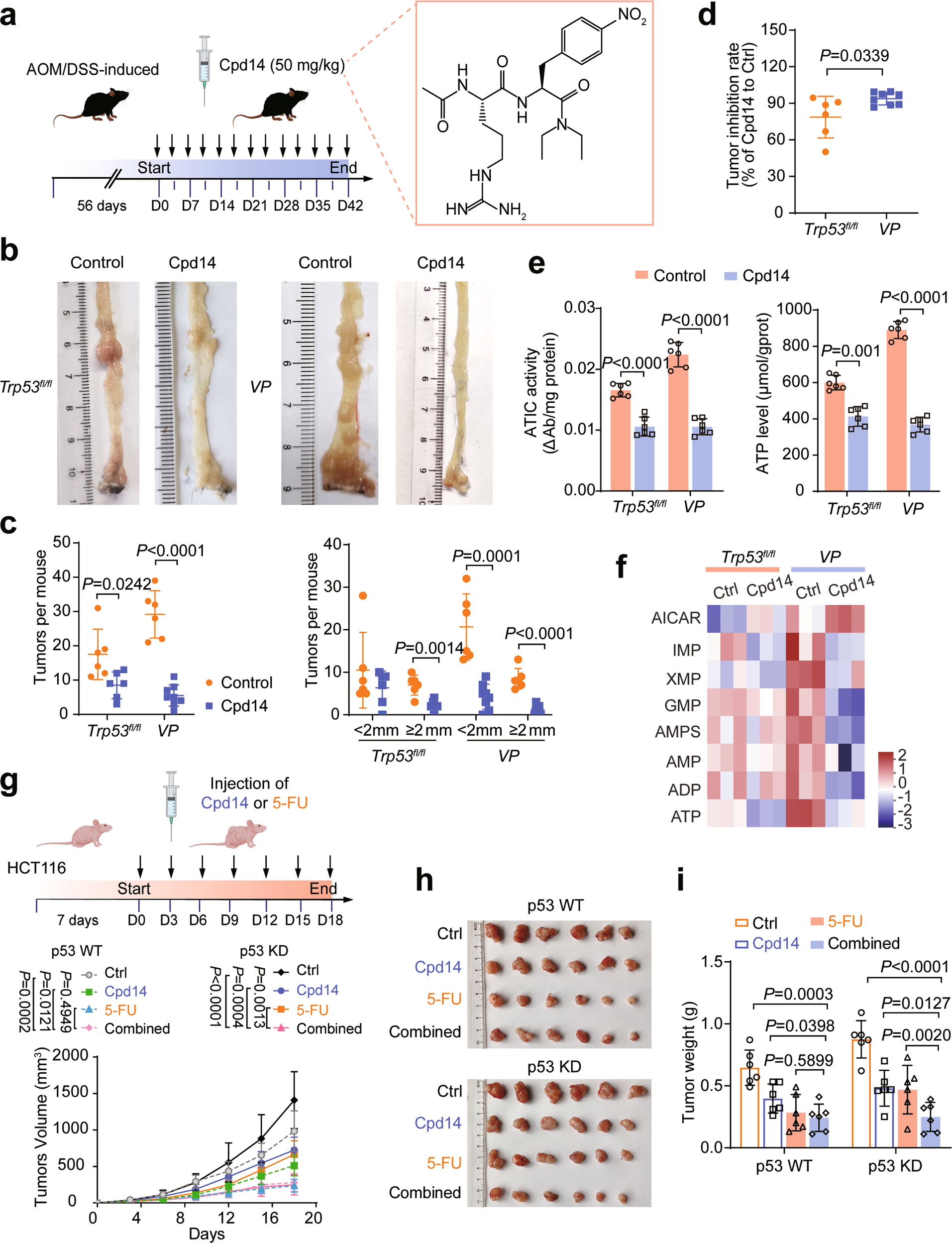 Fig. 6: Targeting ATIC suppresses colorectal tumorigenesis.