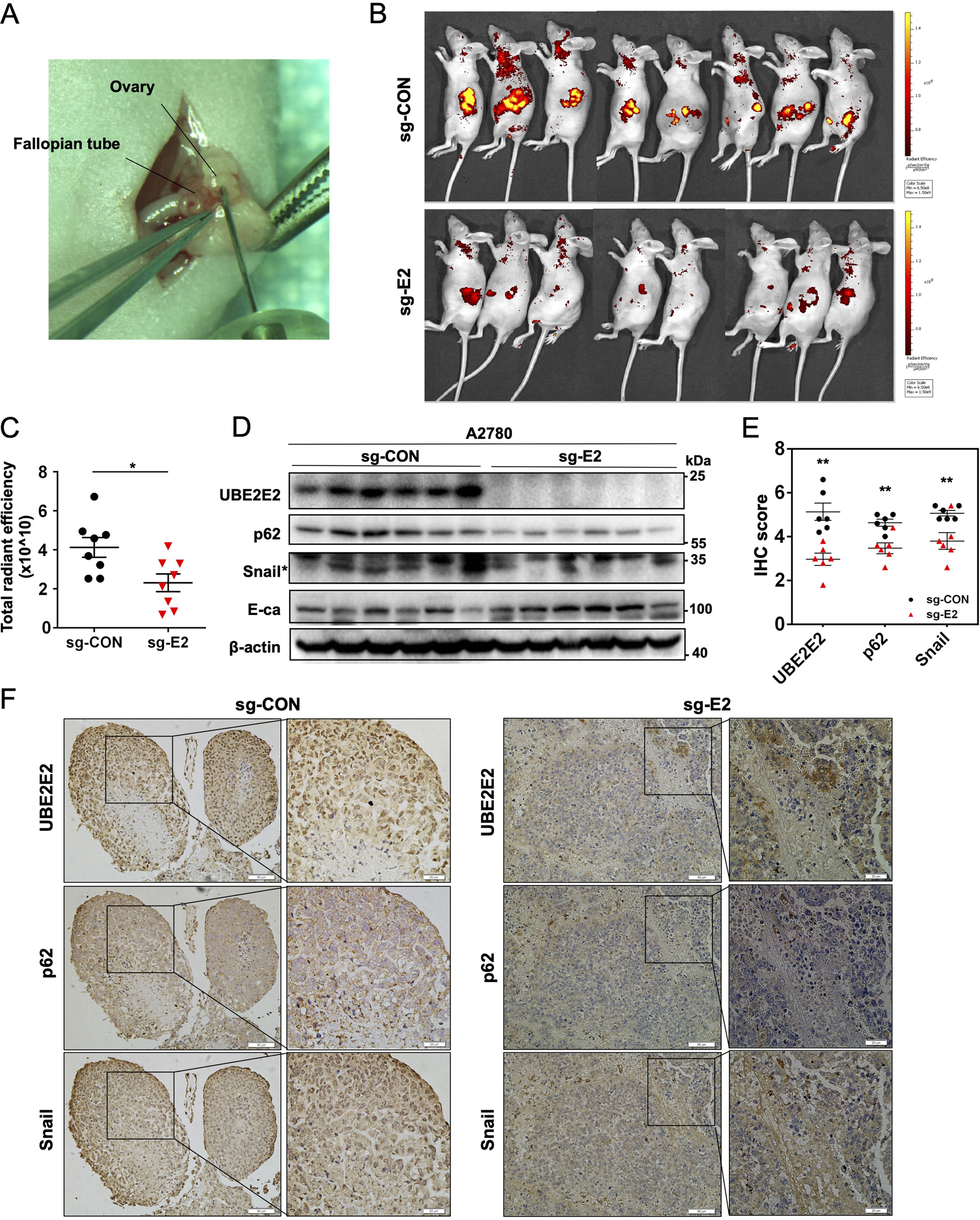 Fig. 7: Loss of UBE2E2 expression inhibits OvCa cell invasion and proliferation in vivo.