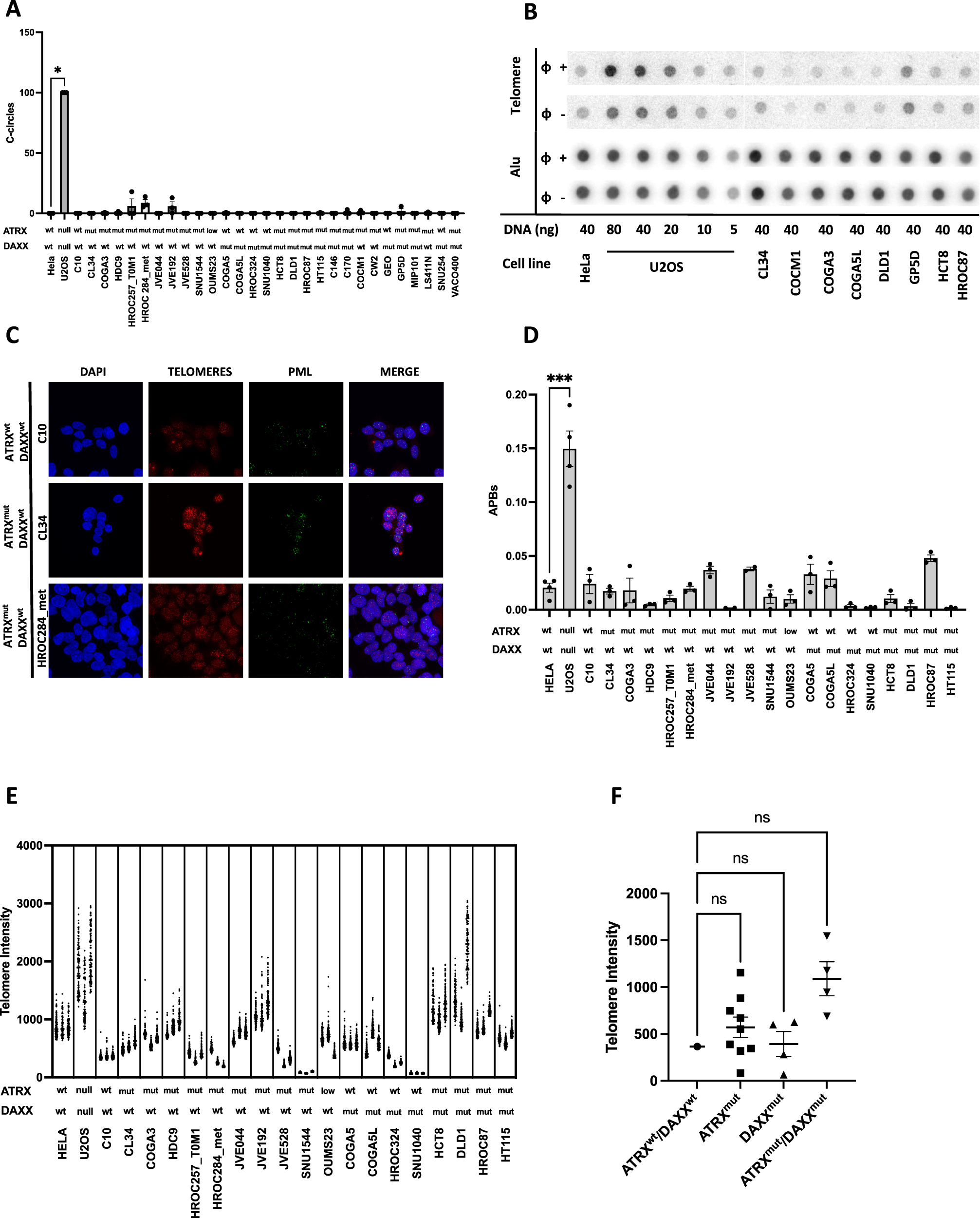 Fig. 2: CRC cell lines do not display ALT markers.