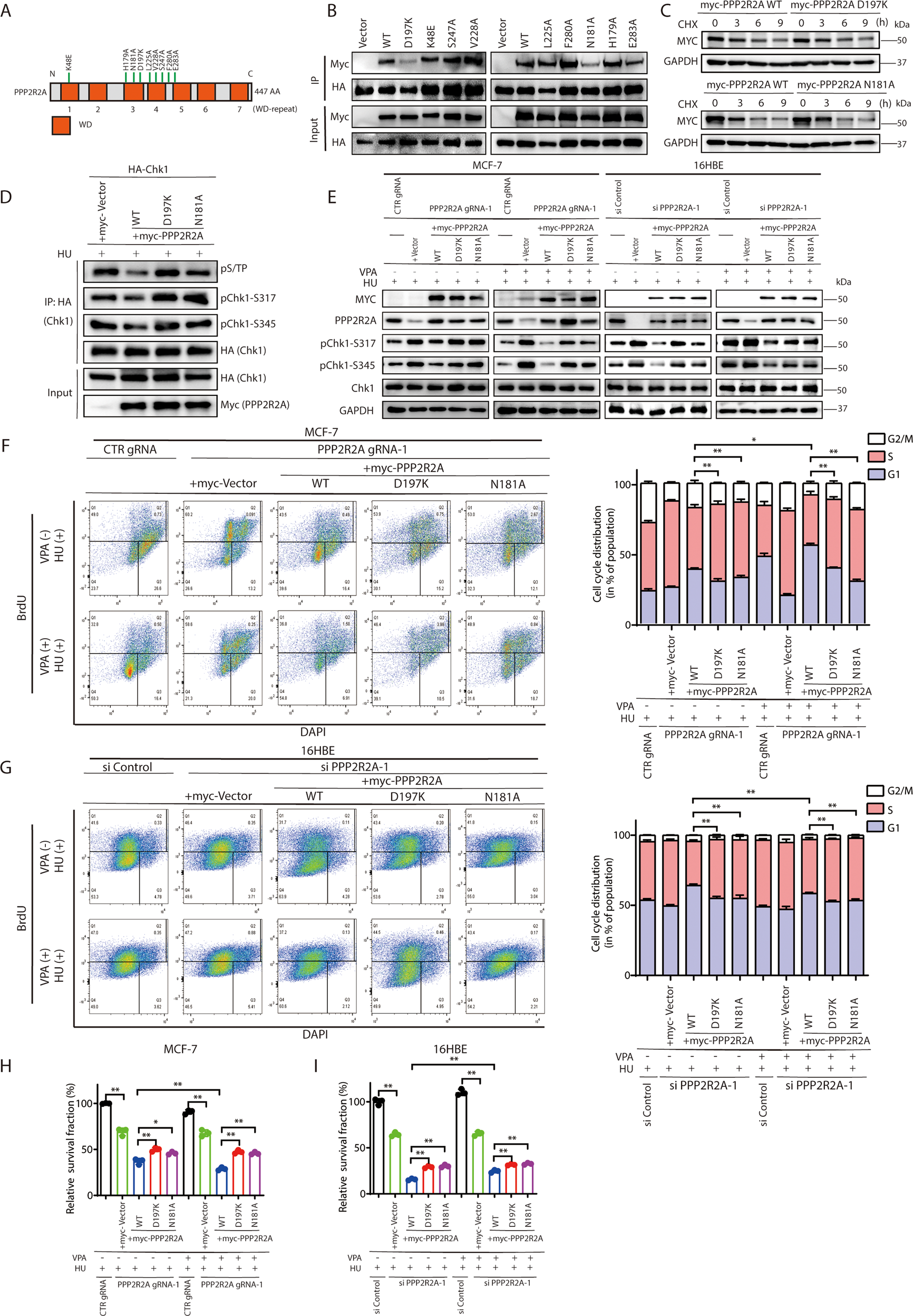 Fig. 6: PPP2R2A D197 and N181 are essential for Chk1 dephosphorylation and VPA-mediated bidirectional regulation in response to HU treatment.