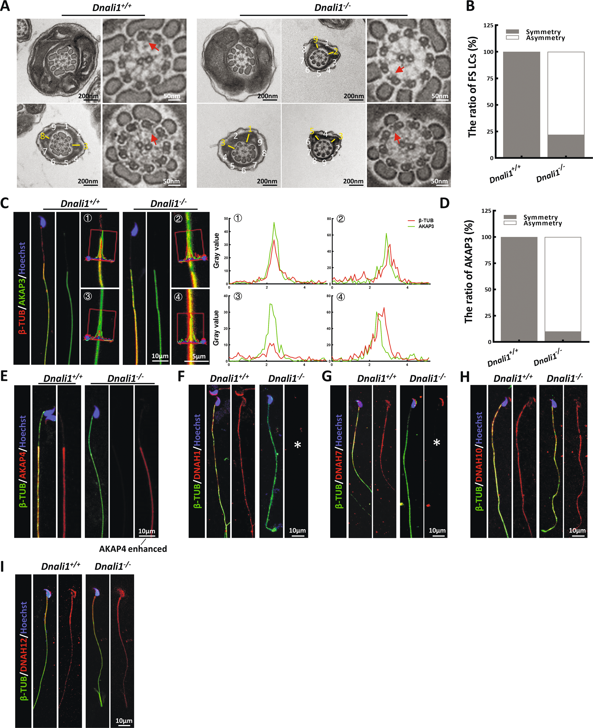 Fig. 4: The LCs position of the Dnali1−/− spermatozoa is asymmetrical and the IDA components are incomplete.