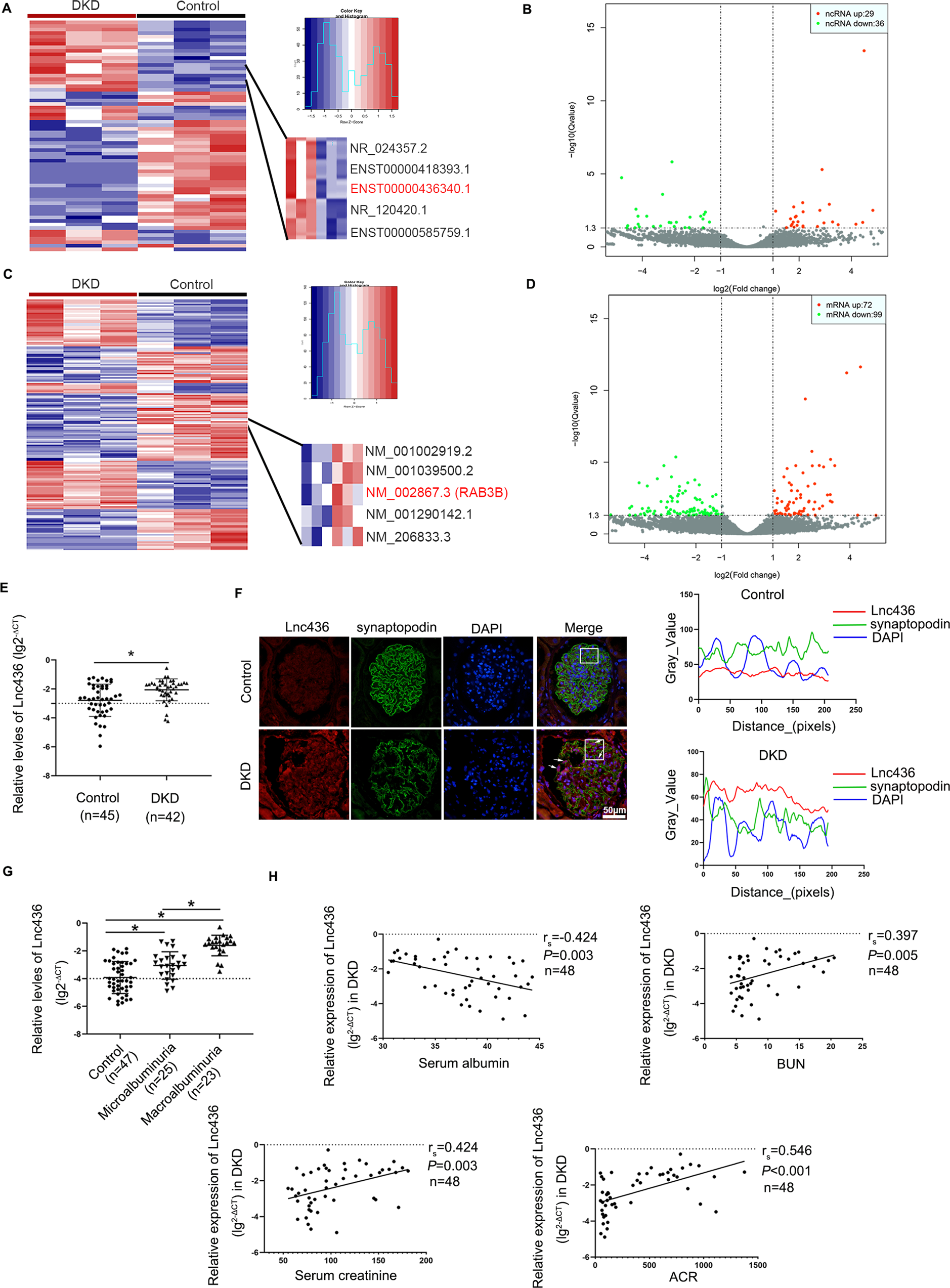 Long noncoding RNA ENST00000436340 promotes podocyte injury in diabetic  kidney disease by facilitating the association of PTBP1 with RAB3B | Cell  Death & Disease