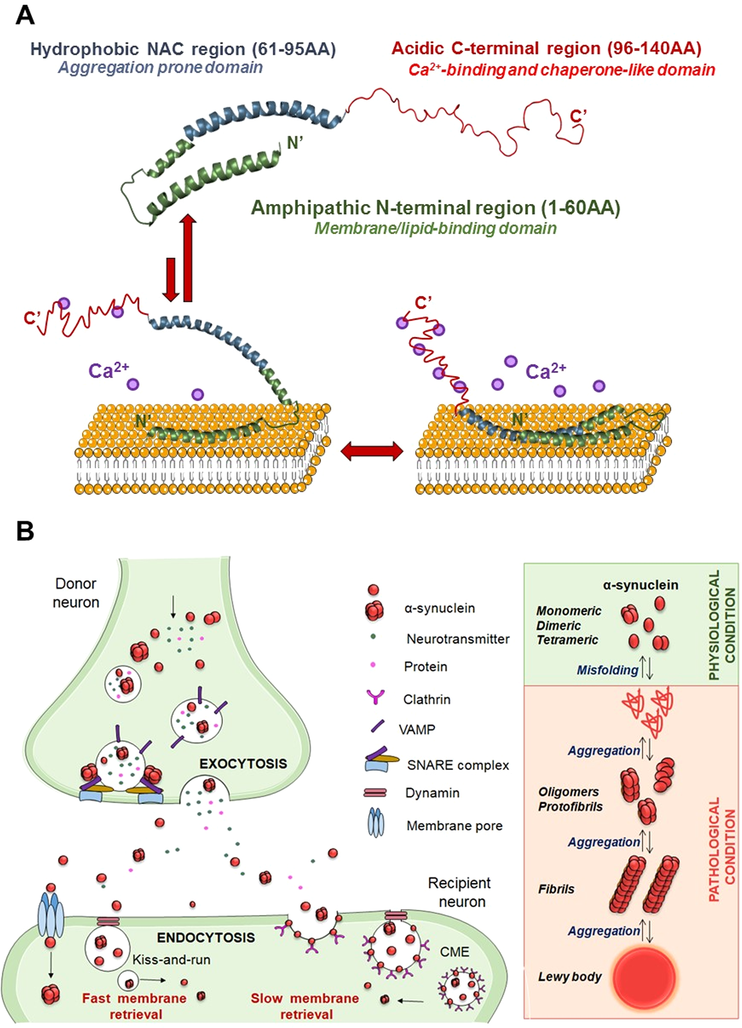 α-Synuclein Aggregation in Treatment of Parkinson's Disease