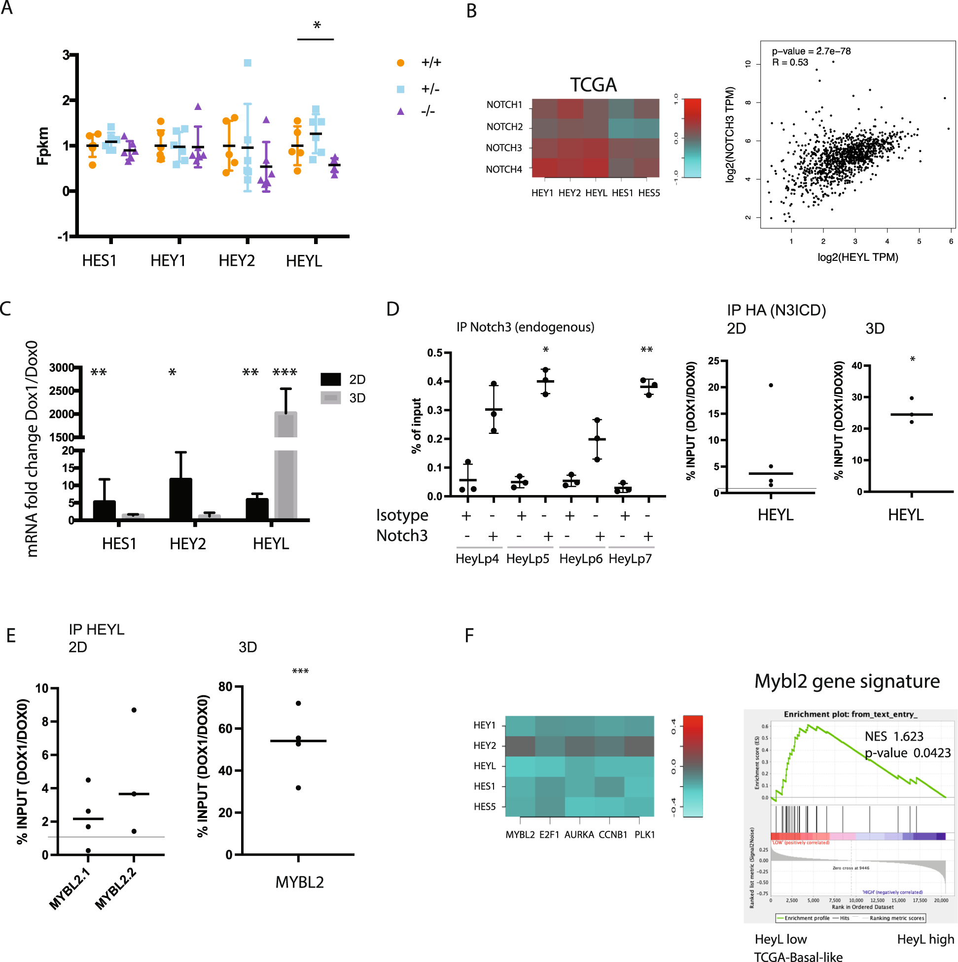 Fig. 5: Notch3 is regulating Mybl2 via HeyL-mediated inhibition.