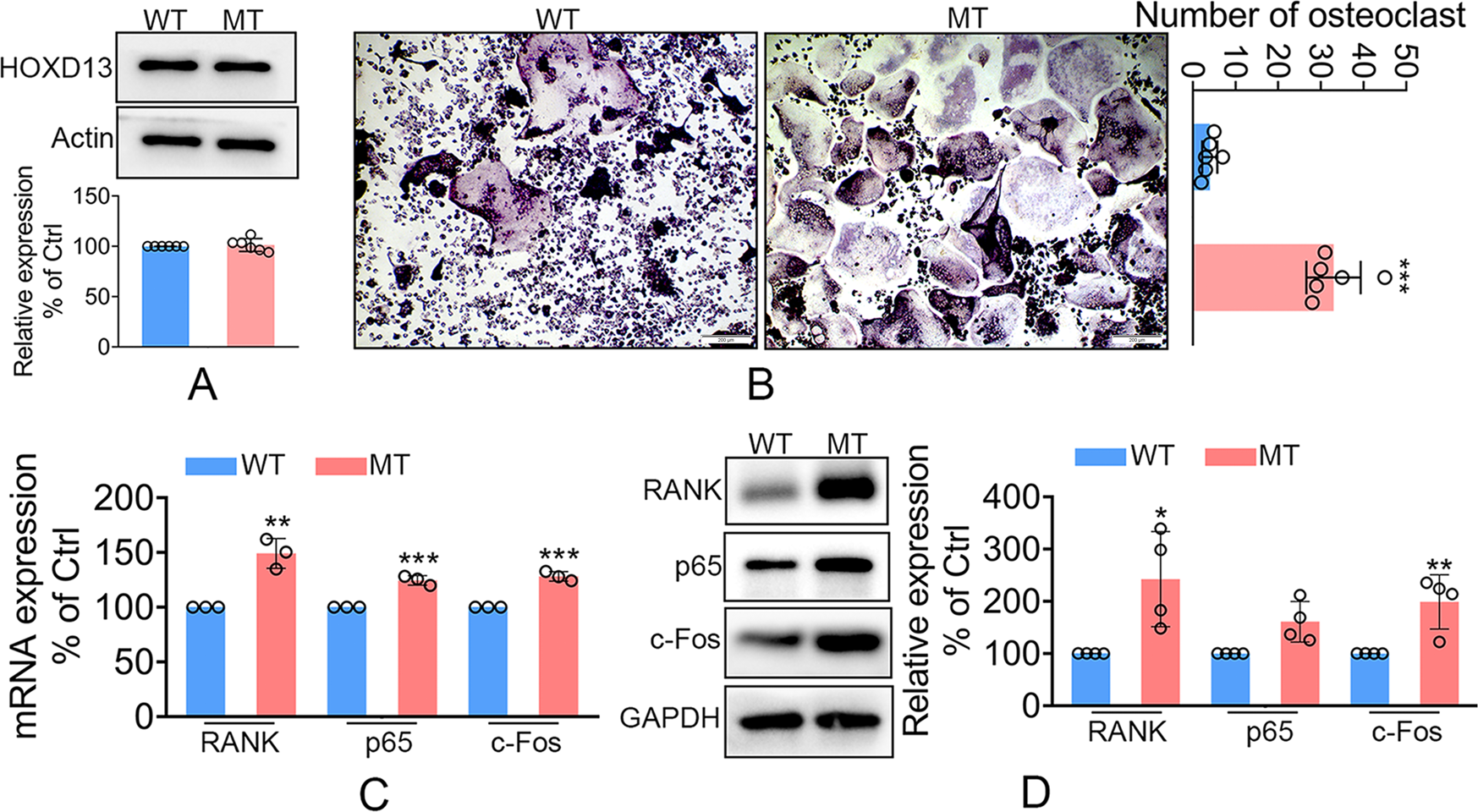 Fig. 3: The Hoxd13 mutation promoted the osteoclast differentiation.